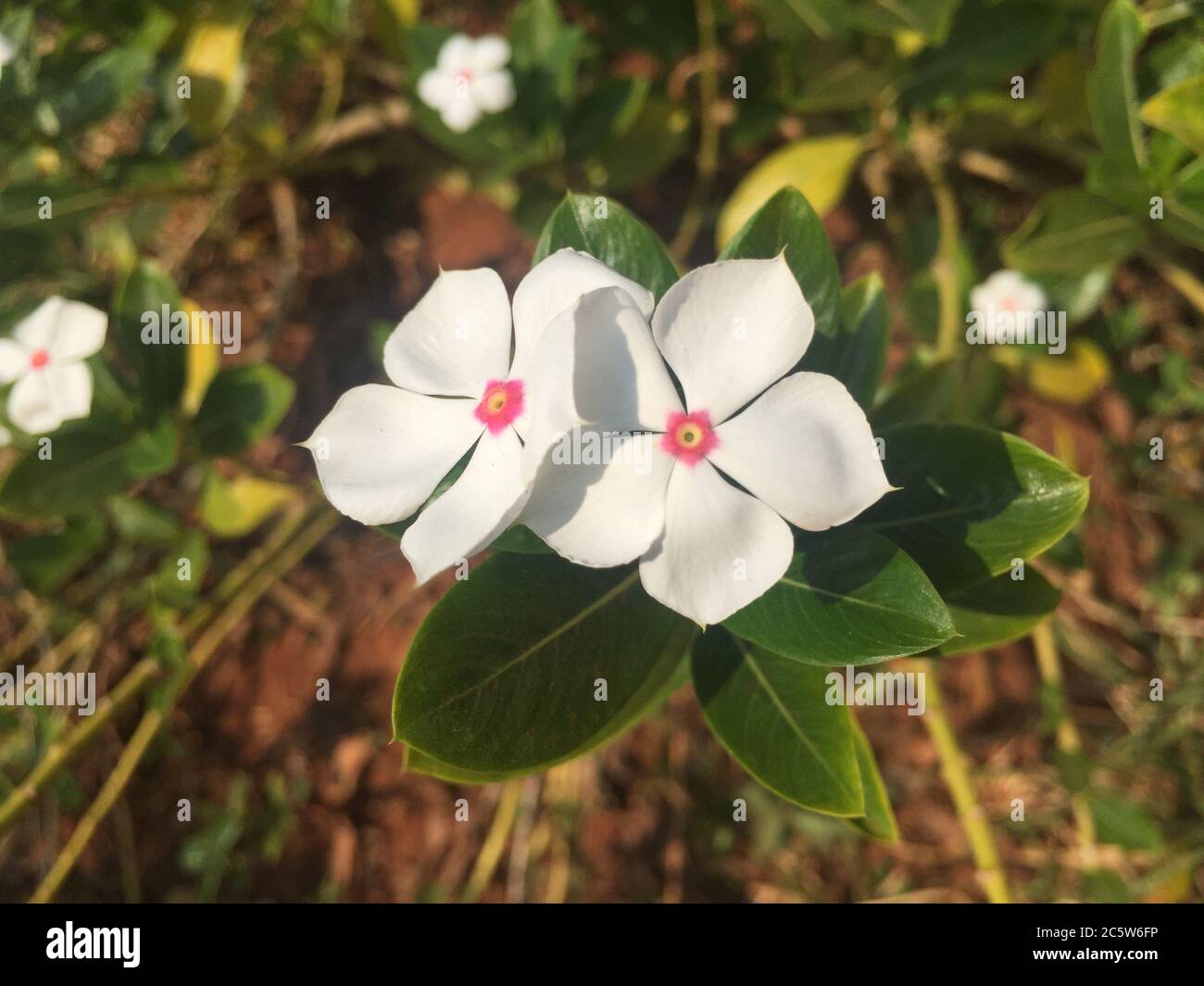 Weiße rosige Strand Nelkenblüte Nahaufnahme - Natürlicher Sauerstoffspender. Weiße Blume Nahaufnahme. Stockfoto