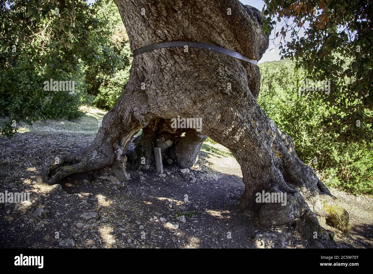 Tausendjährige Steineiche, Detail eines über tausend Jahre alten Baumes Stockfoto