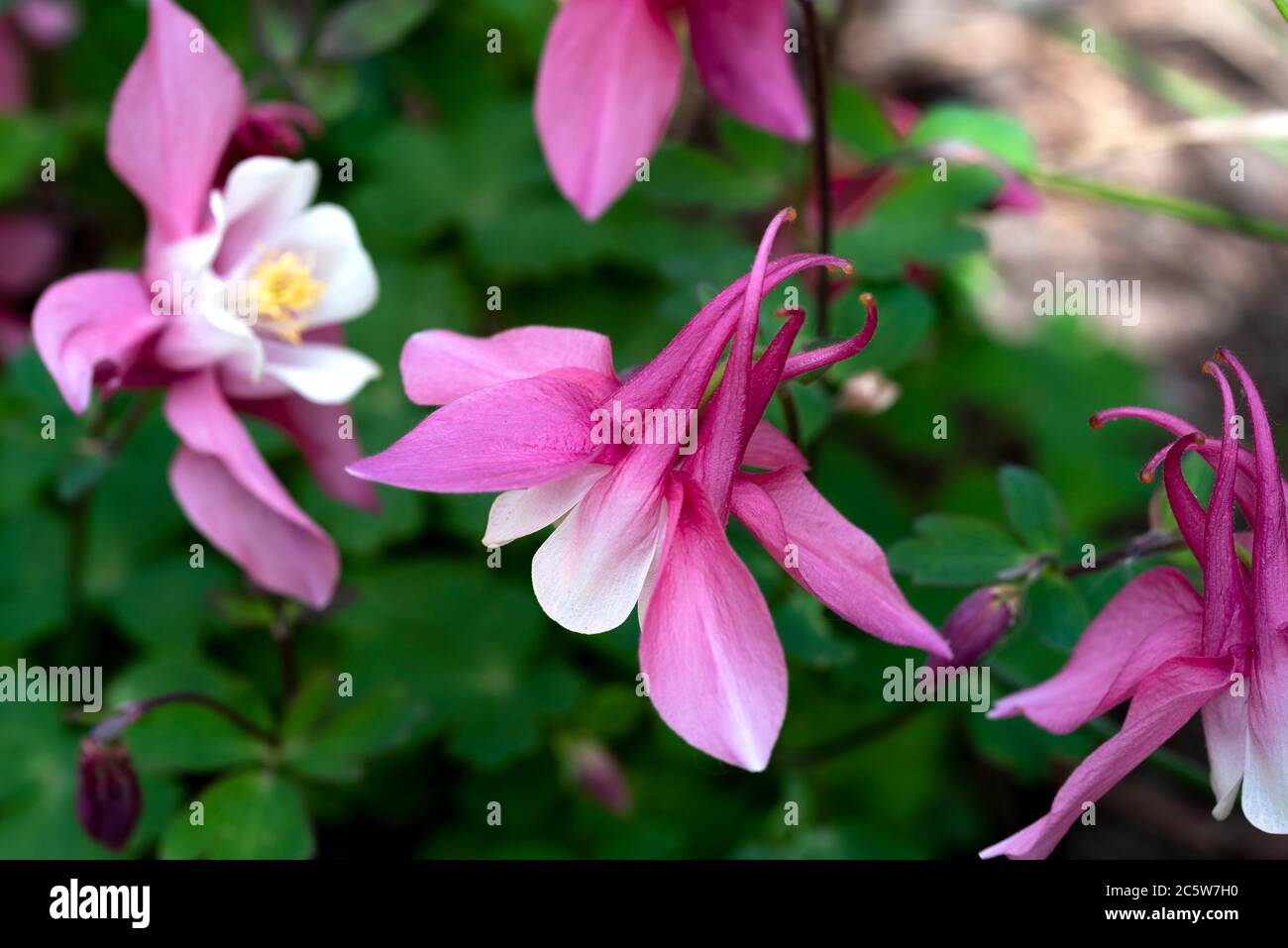 Aquilegia Frühling Magic Rose und Weiß, Frühling magische Serie, Ranunculaceae, aquilegia Stockfoto