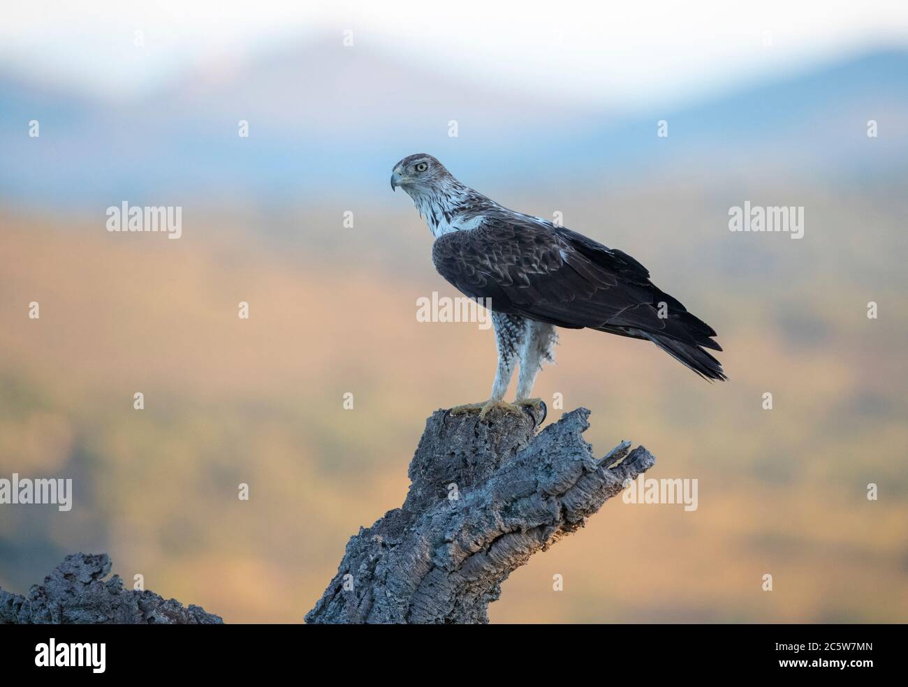 Bonelli's Eagle (Aquila fasciata) in Extremadura, Spanien. Auf einem Holzstumpf sitzend im Schatten. Stockfoto