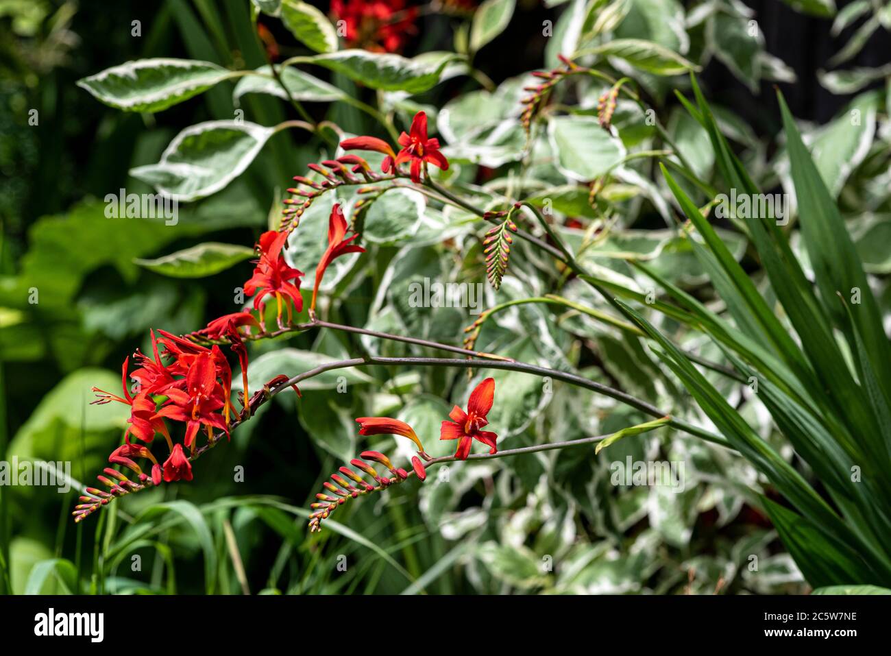 Crocosmia Lucifer, Iridaceae, rote Blume, Cornus alba Elegantissima Stockfoto