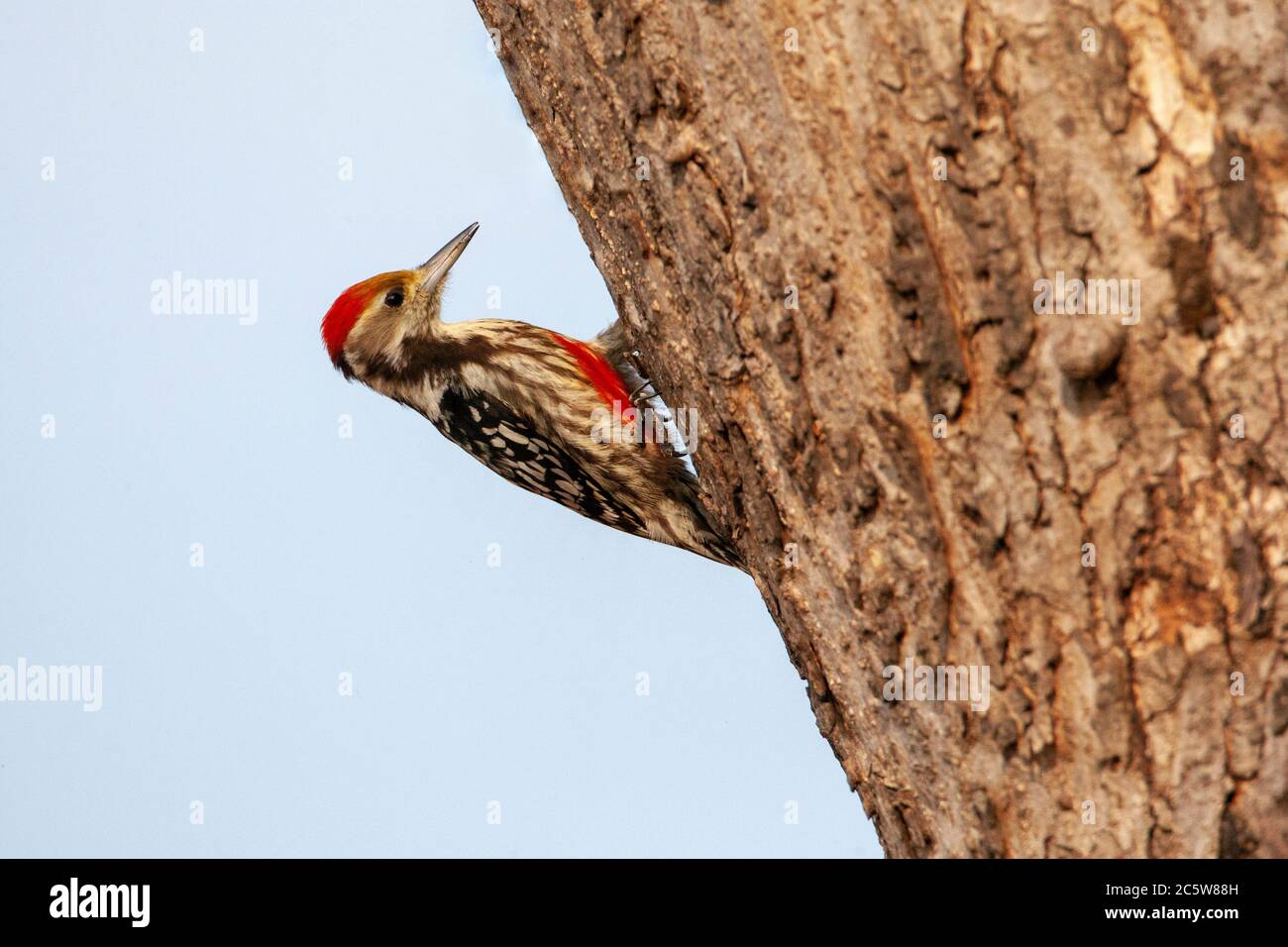 Gelbstirnasenspecht (Leiopicus mahrattensis), auch als Mahratta-Specht bekannt, auf einem Baum auf Nahrungssuche. Stockfoto