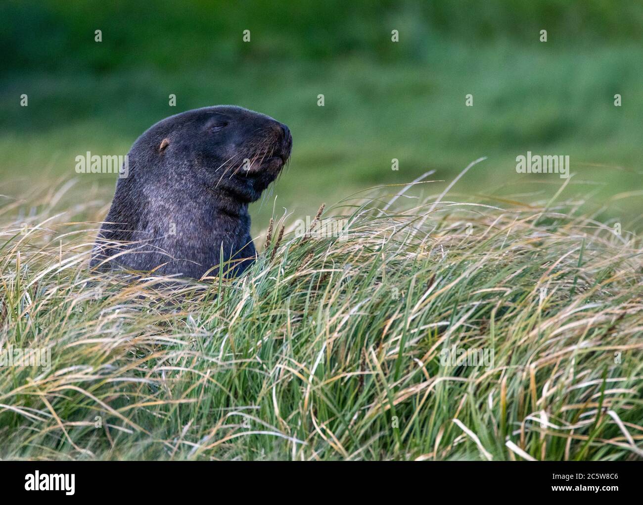 Neuseeland Seelöwe (Phocarctos hookeri) auf Enderby Island, Teil der Auckland Islands, Neuseeland. Auch bekannt als Hooker's Seelöwe. Stockfoto