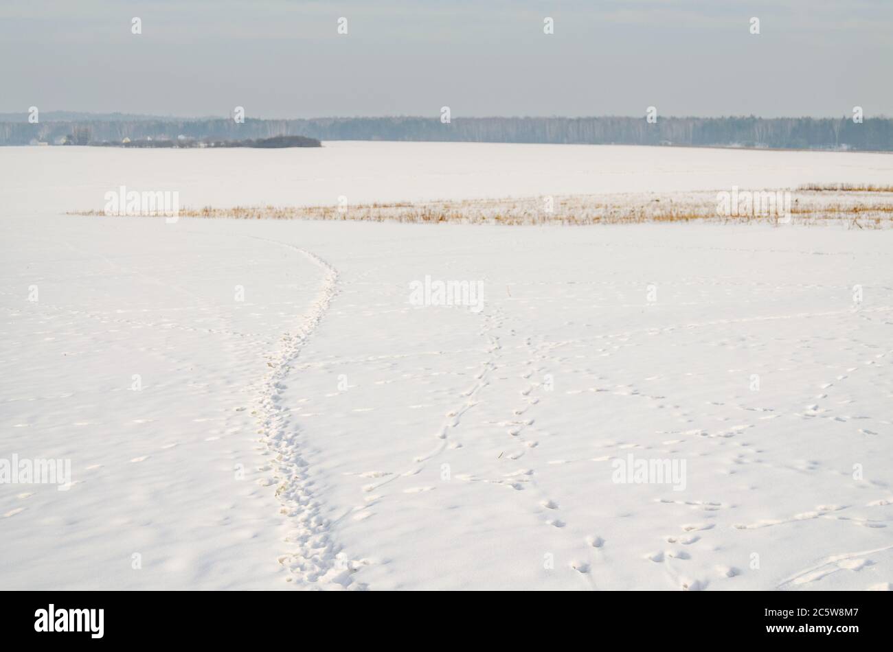 Kaninchen Spuren im Schnee, in einer Lichtung im Winter Stockfoto