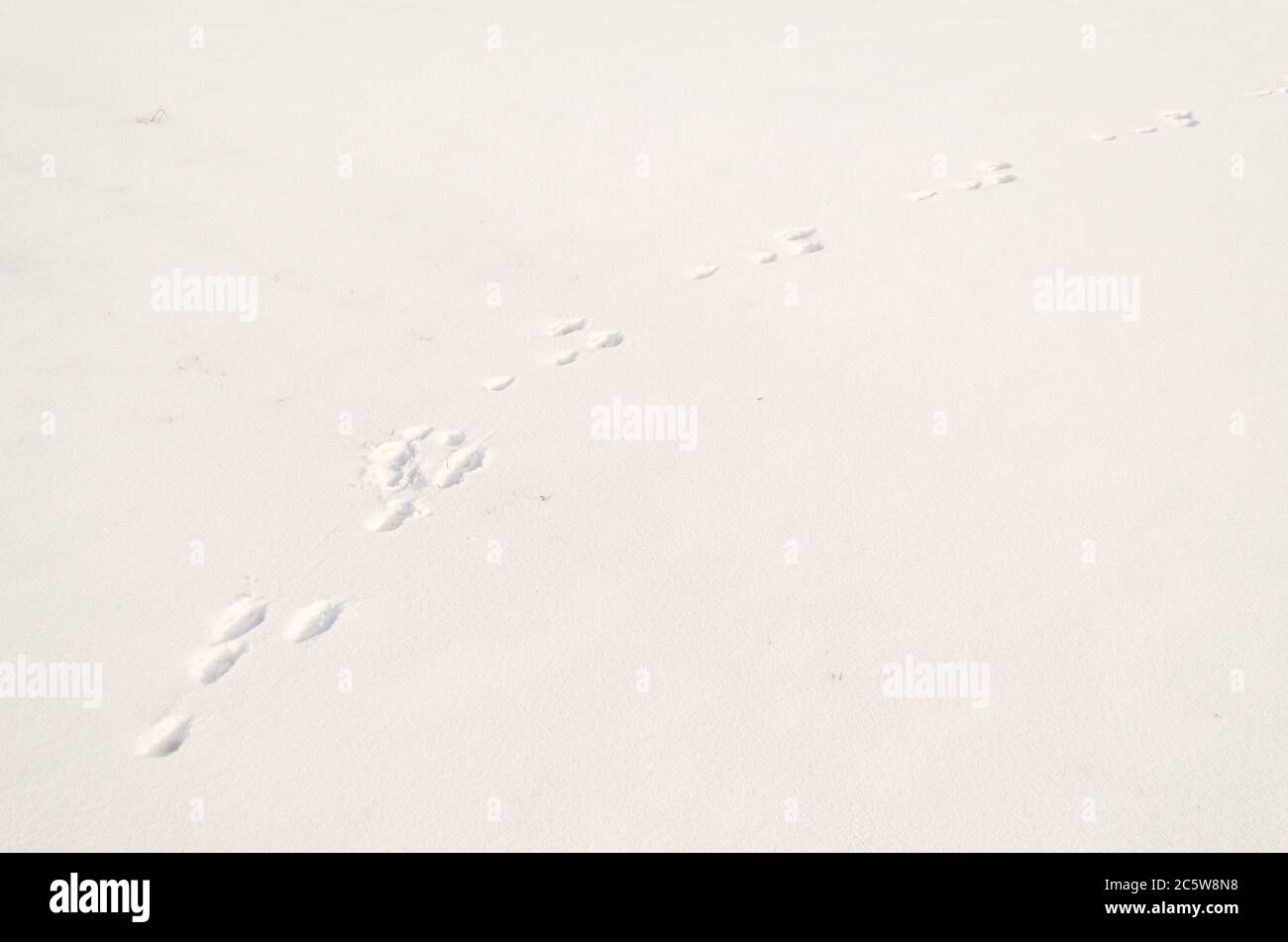 Kaninchen Spuren im Schnee, in einer Lichtung im Winter Stockfoto