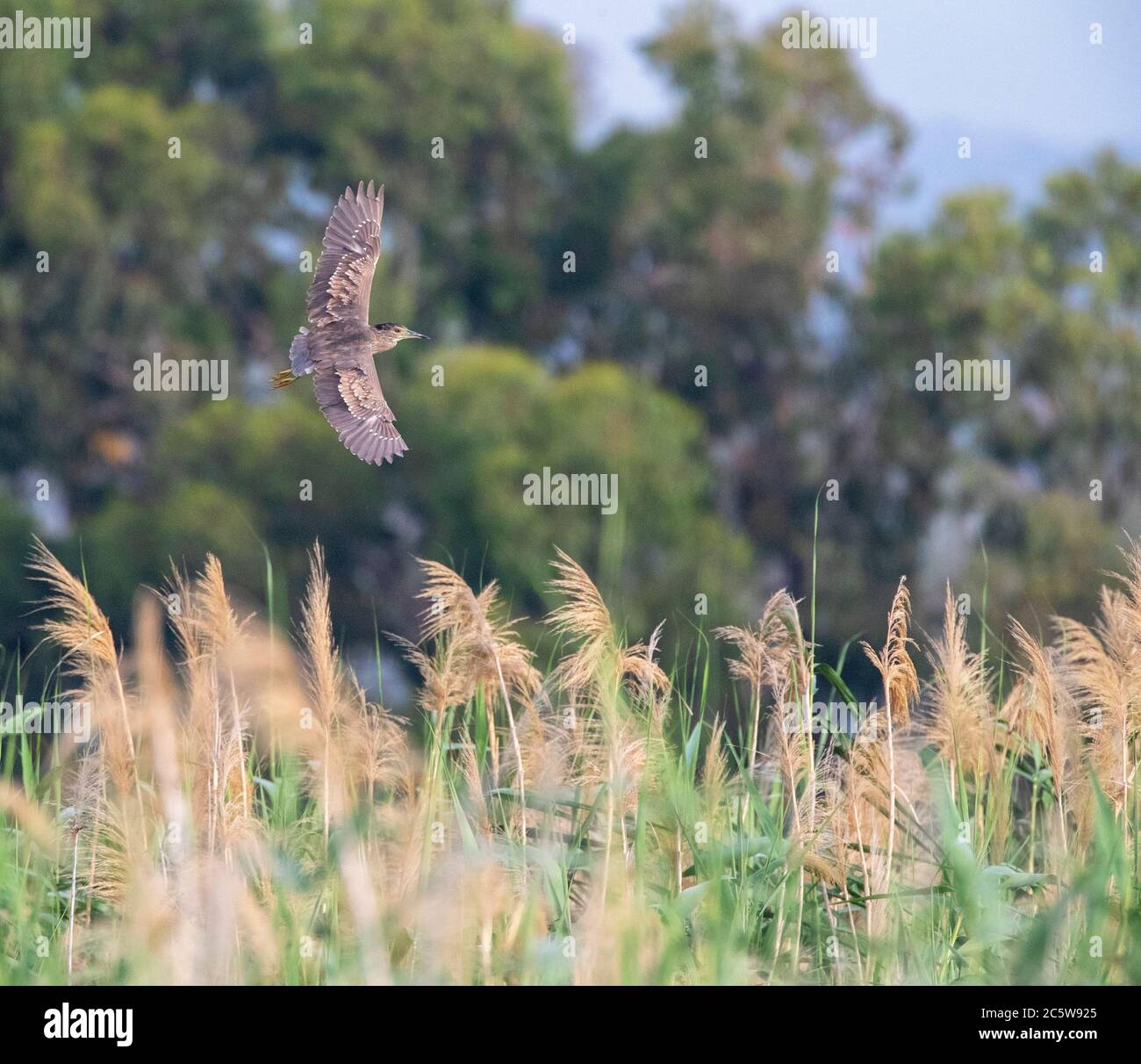 Schwarzkronenreiher (Nycticorax nycticorax), der über dem Küstensumpfgebiet auf Zypern fliegt. Versuchen, im Schilfbett zu landen. Stockfoto