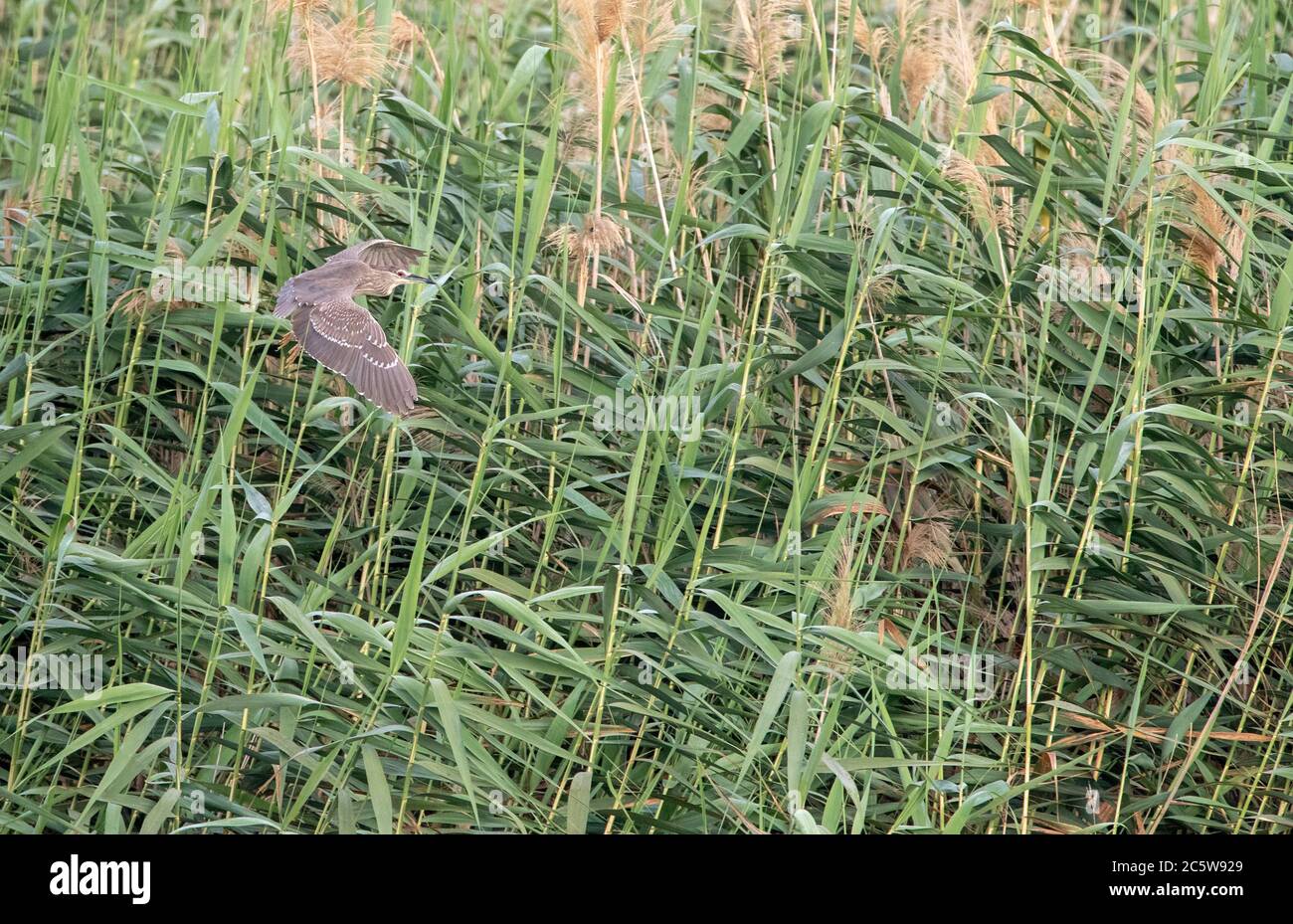 Zweites Kalenderjahr Schwarzer Nachtreiher (Nycticorax nycticorax) Landung in Küstenschilfbett auf Zypern. Stockfoto