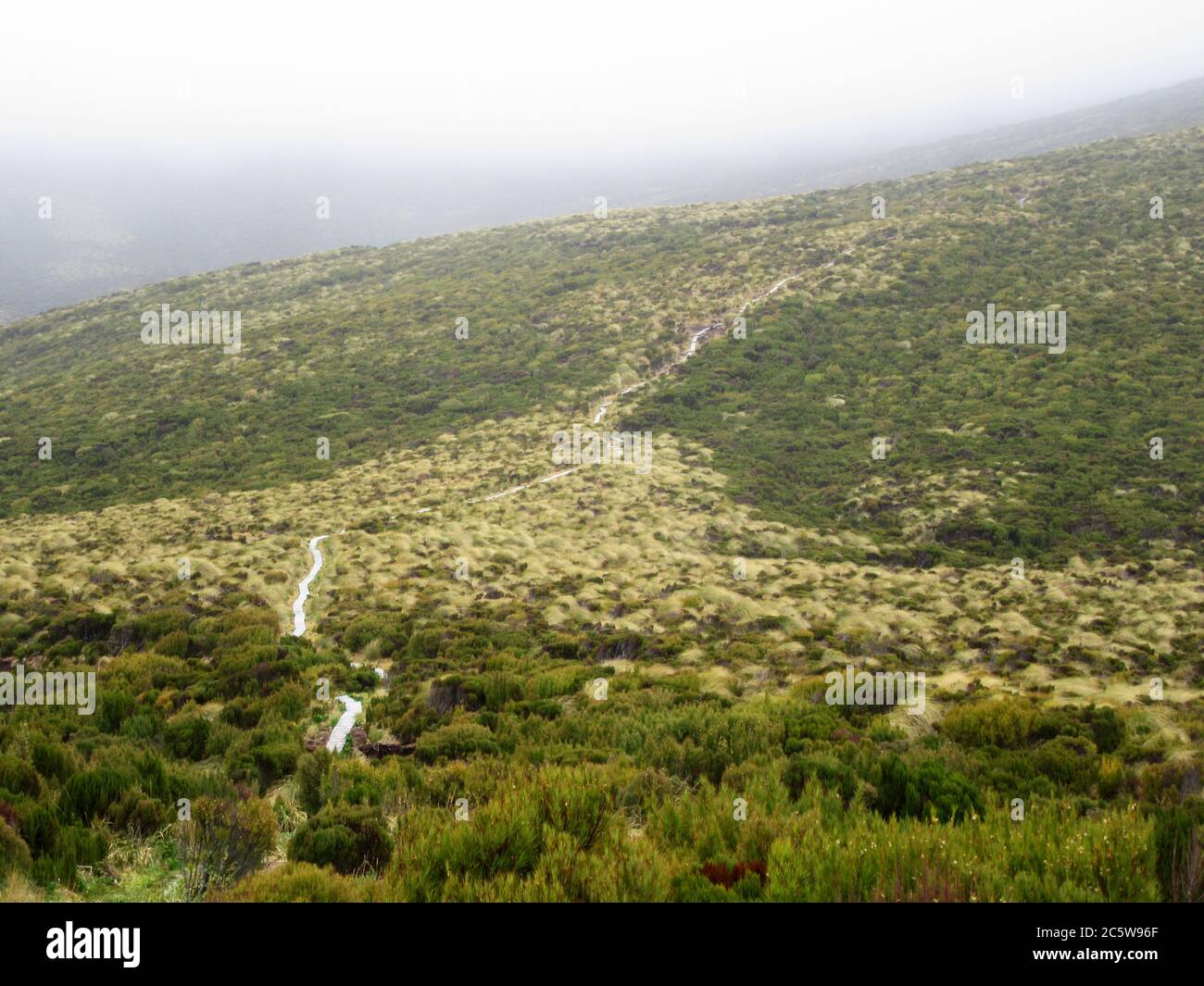 Promenade zur südlichen Royal Albatross Kolonie auf flacher Höhe von Campbell Island, Subantarktisches Neuseeland. Stockfoto