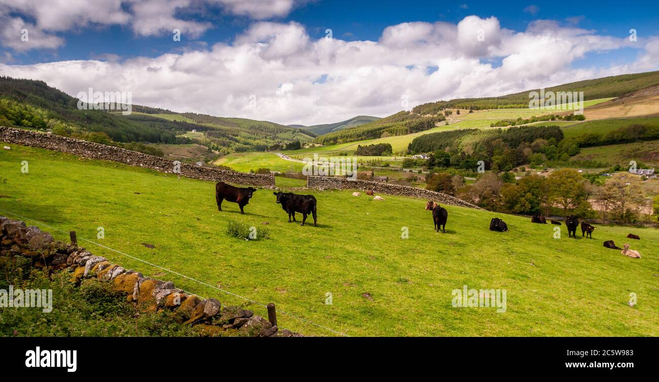 Eine Herde Kühe grast auf Weide im Tweed Valley unter den waldreichen Hügeln der Southern Uplands in den Scottish Borders. Stockfoto