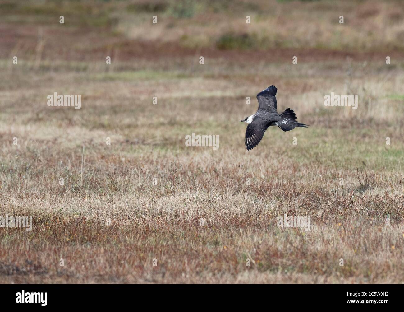 Arctic Skua (Stercorarius parasiticus), ein Erwachsener, der sich bis zum Wintergefieder auskimmeln lässt. Fliegen über ein Feld auf der Watteninsel Vlieland, Niederlande. Showin Stockfoto