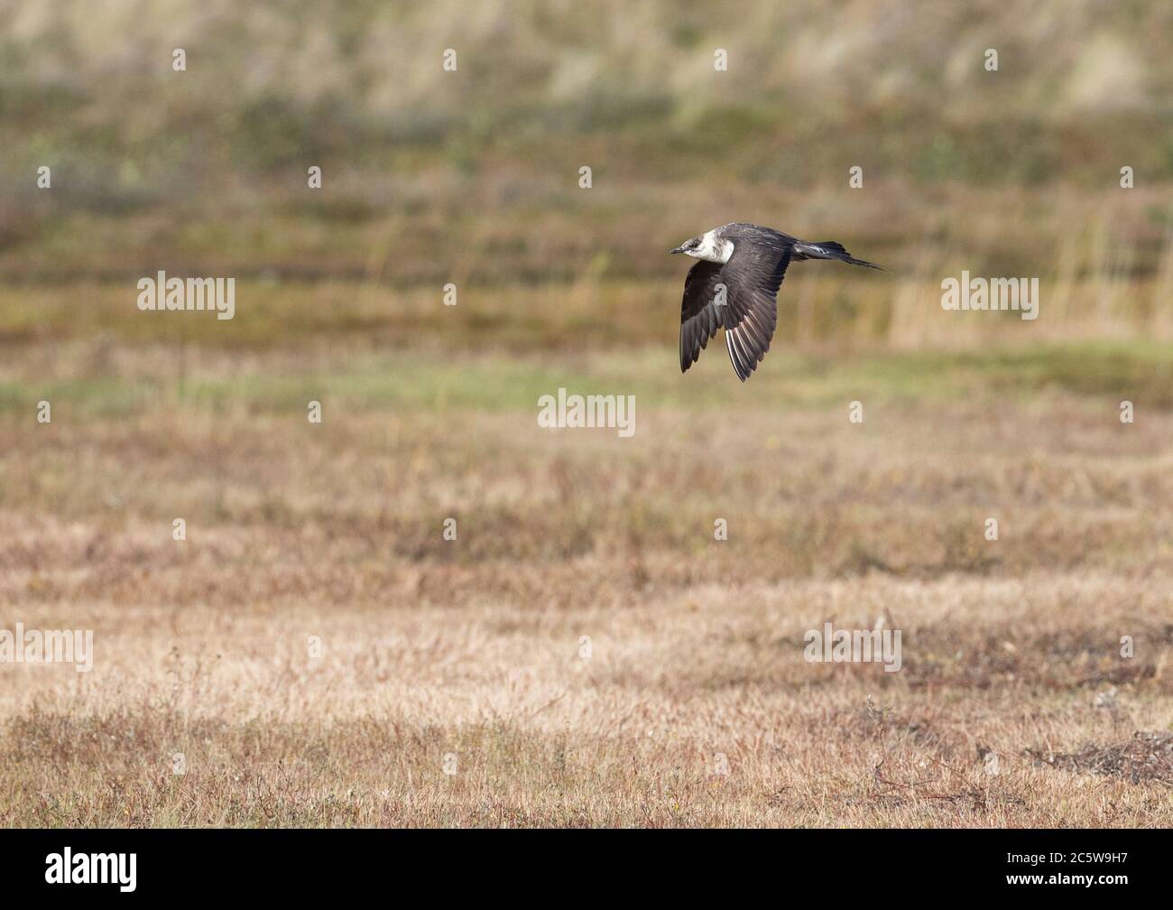 Arctic Skua (Stercorarius parasiticus), ein Erwachsener, der sich bis zum Wintergefieder auskimmeln lässt. Fliegen über ein Grasfeld auf der Watteninsel Vlieland, Niederlande. Stockfoto