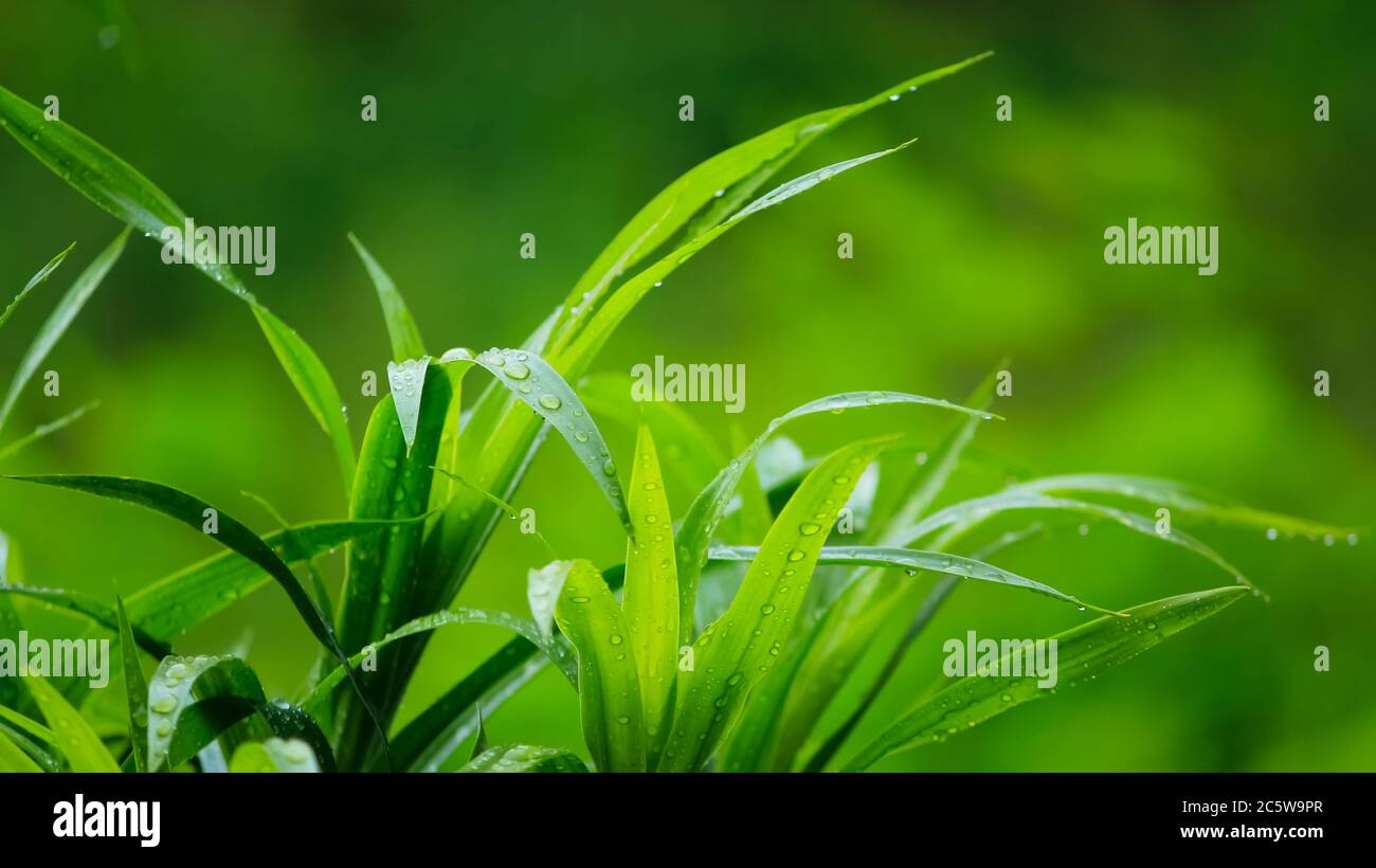 Frostiger, blasser Rasen mit Wassertröpfchen. Stockfoto