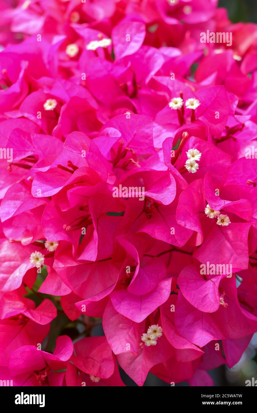 Schöne tropische exotische rosa oder rote Bougainvillea Blumen auf einem Zweig auf einem grünen Hintergrund in asiatischen Blumen. Nahaufnahme von Makrofotos Stockfoto