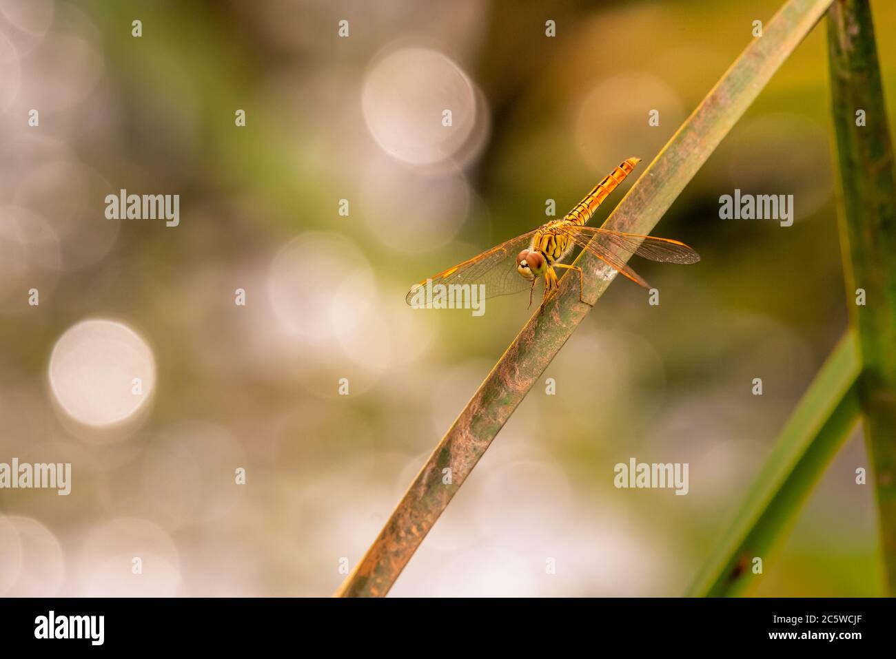 Eine Libelle auf einem Schilf Stockfoto