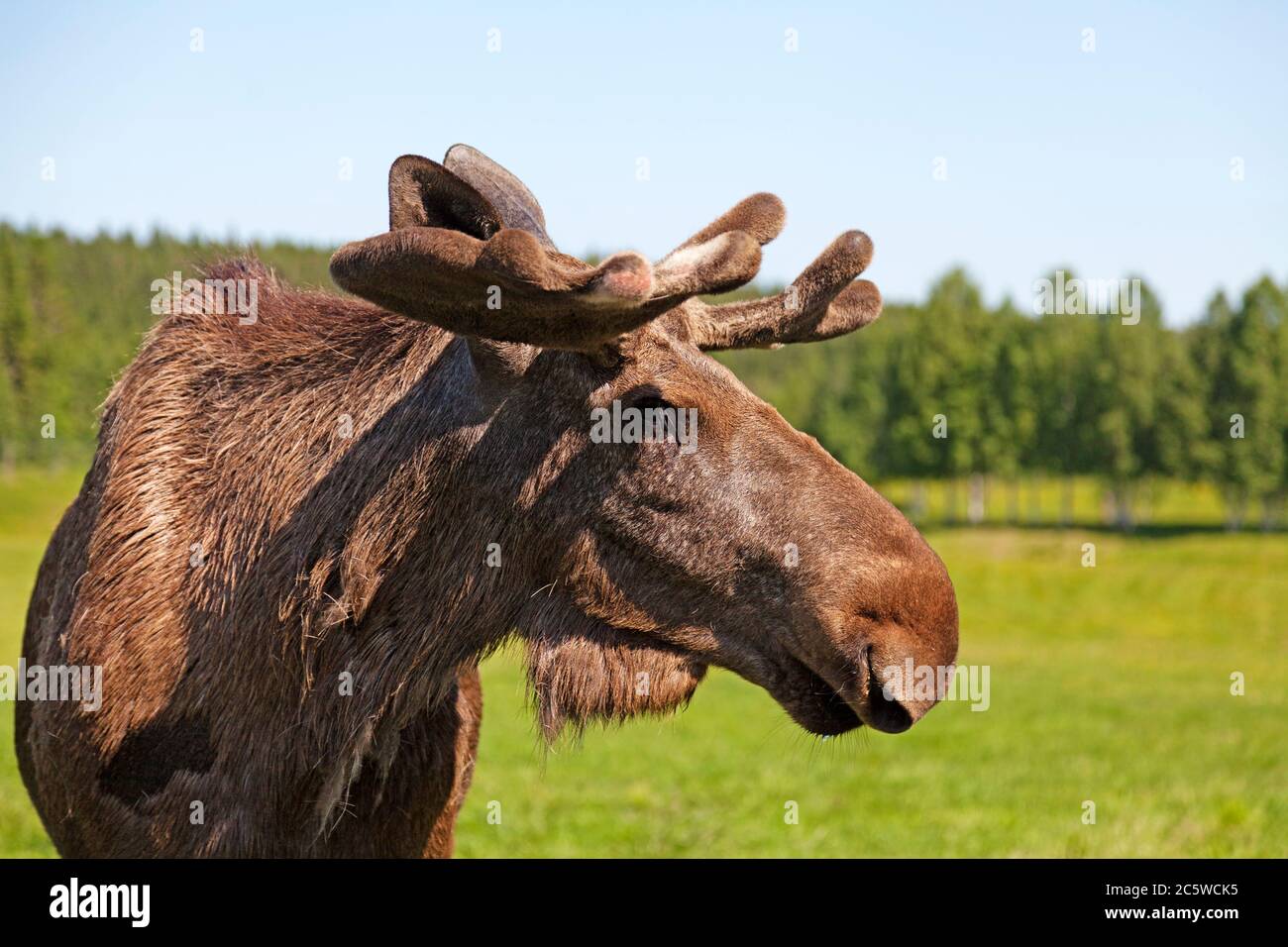 Ein erwachsener Elchbulle aus der Nähe in Bjurholm Stockfoto
