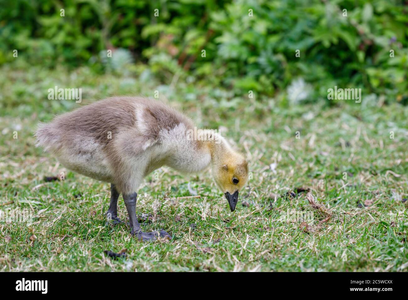 Süße flauschige Canada Goose (Branta canadensis) beim Wildfowl & Wetlands Trust in Arundel. West Sussex, Südostengland Stockfoto