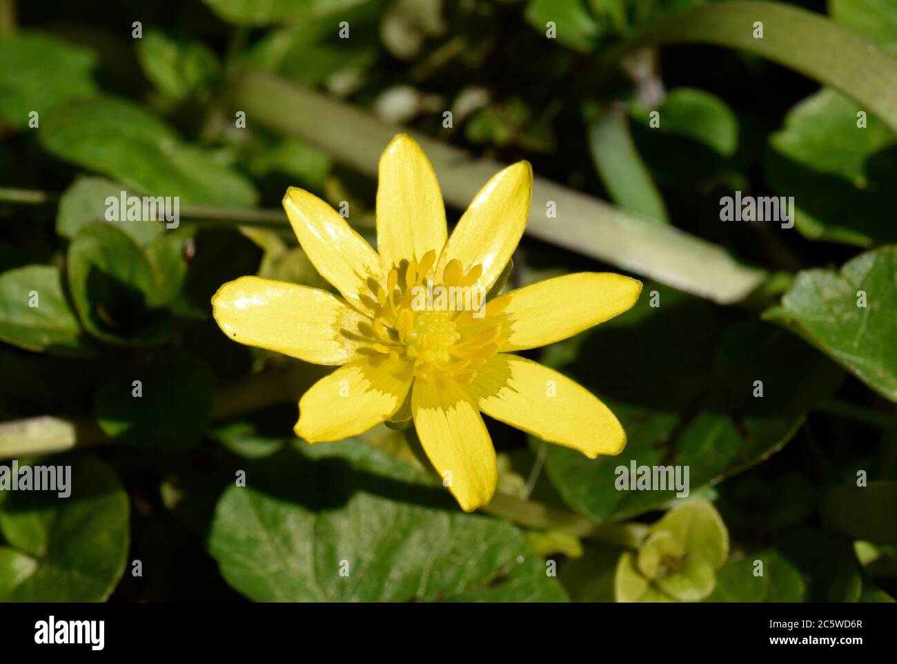 aconitblume Stockfoto