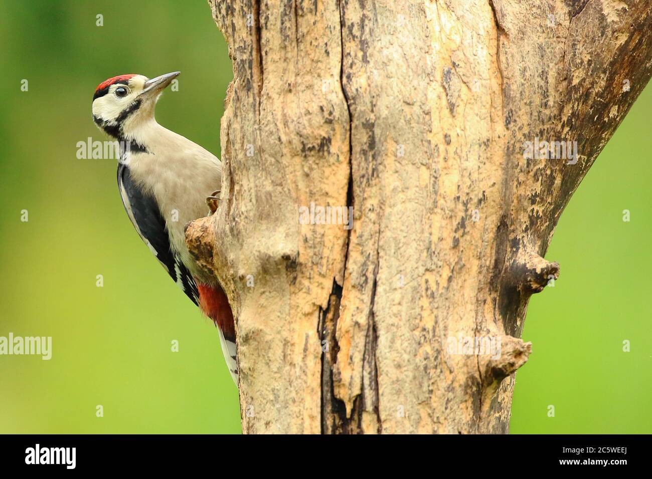 Jungtier-Buntspecht (Dendrocopos major) klettert auf Baumstumpf und zeigt unreifes Gefieder. Grüne Eiche Woodland Hintergrund. Juni 2020 Stockfoto