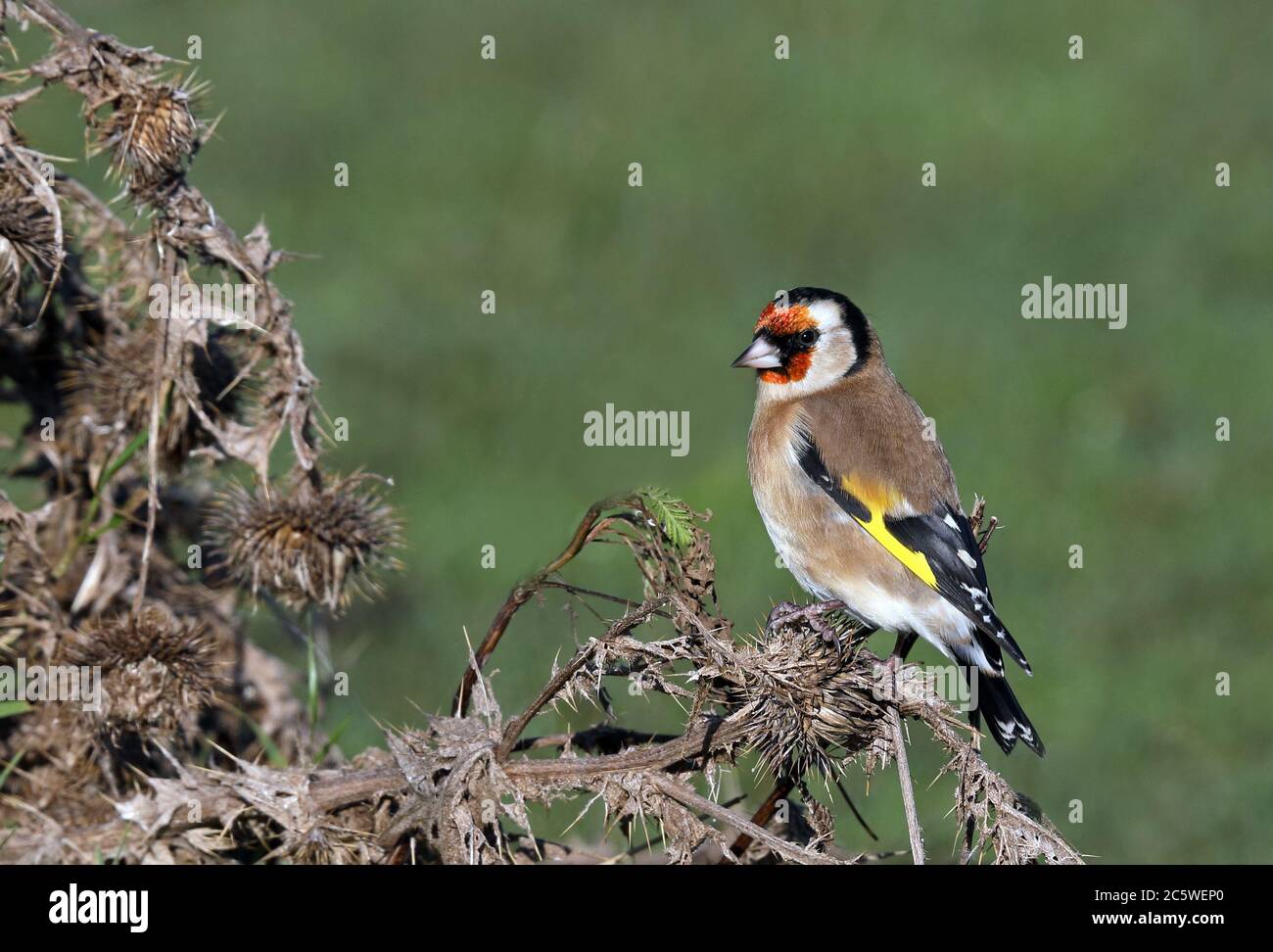 Goldfink, Europäischer Goldfinch, Carduelis carduelis sitzen auf dem Trockendock Stockfoto