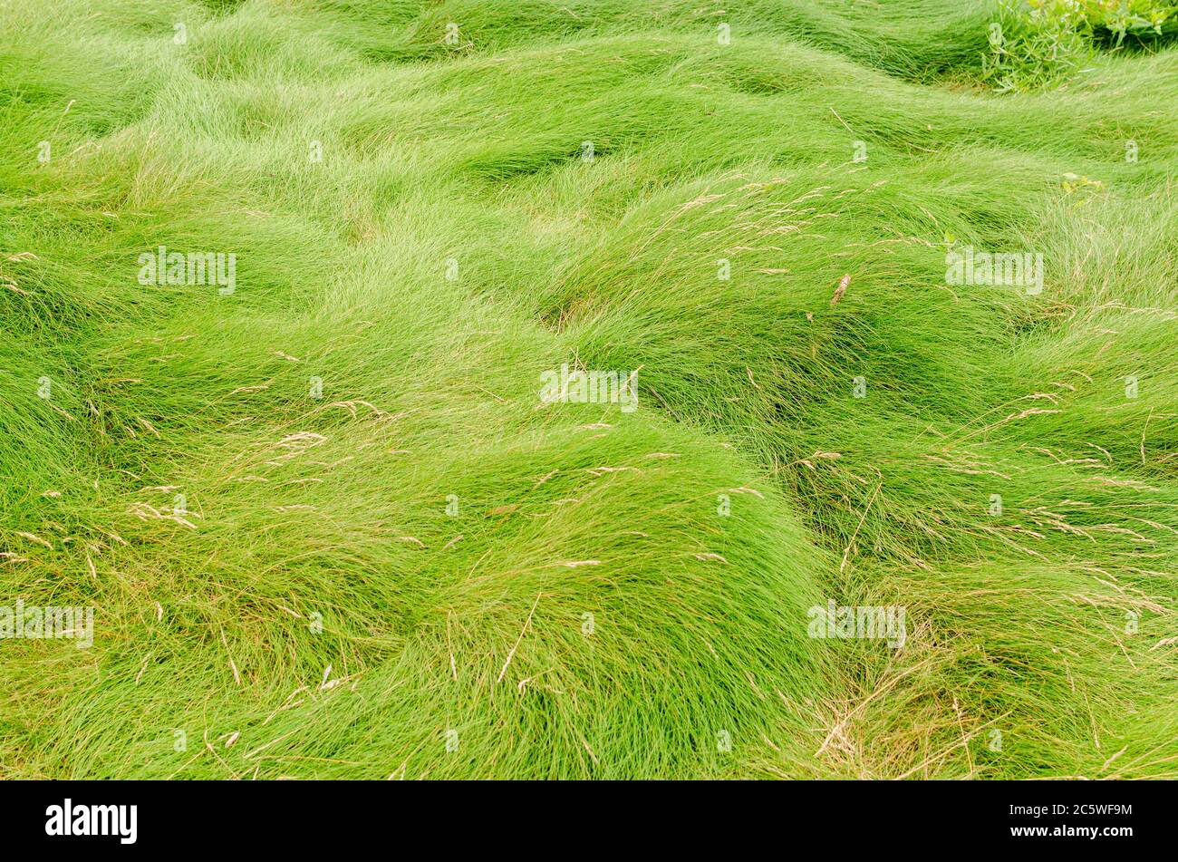 Ein Foto von grünen langen Grasdünen Stockfoto