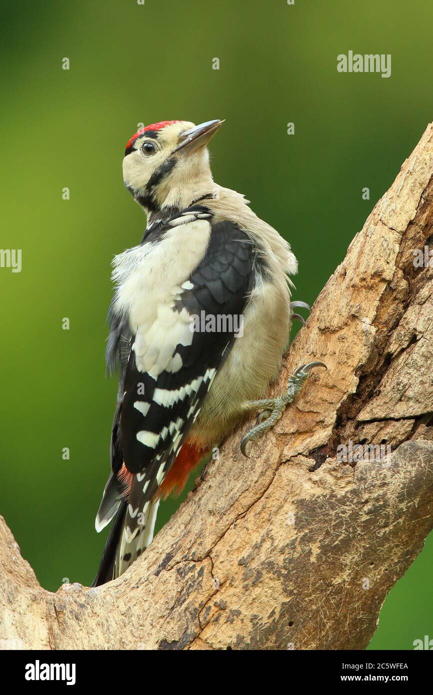 Jungtier-Buntspecht (Dendrocopos major) klettert auf Baumstumpf und zeigt unreifes Gefieder. Grüne Eiche Woodland Hintergrund. Juni 2020 Stockfoto
