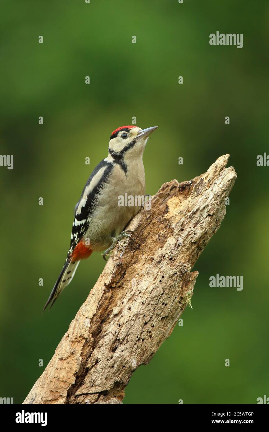 Jungtier-Buntspecht (Dendrocopos major) klettert auf Baumstumpf und zeigt unreifes Gefieder. Grüne Eiche Woodland Hintergrund. Juni 2020 Stockfoto