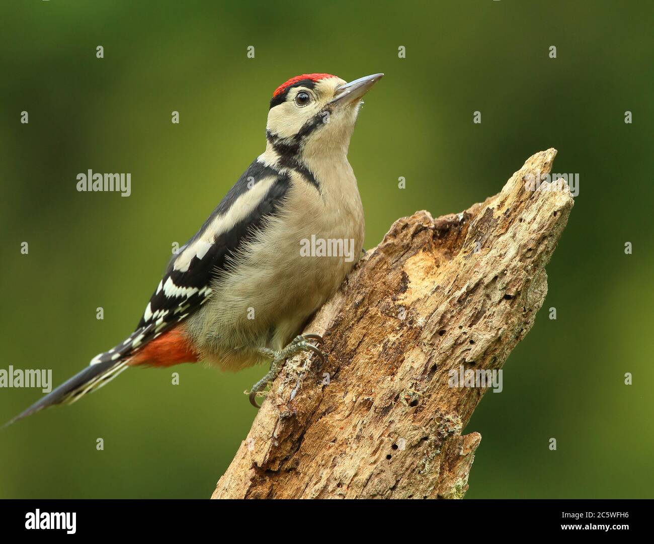 Jungtier-Buntspecht (Dendrocopos major) klettert auf Baumstumpf und zeigt unreifes Gefieder. Grüne Eiche Woodland Hintergrund. Juni 2020 Stockfoto