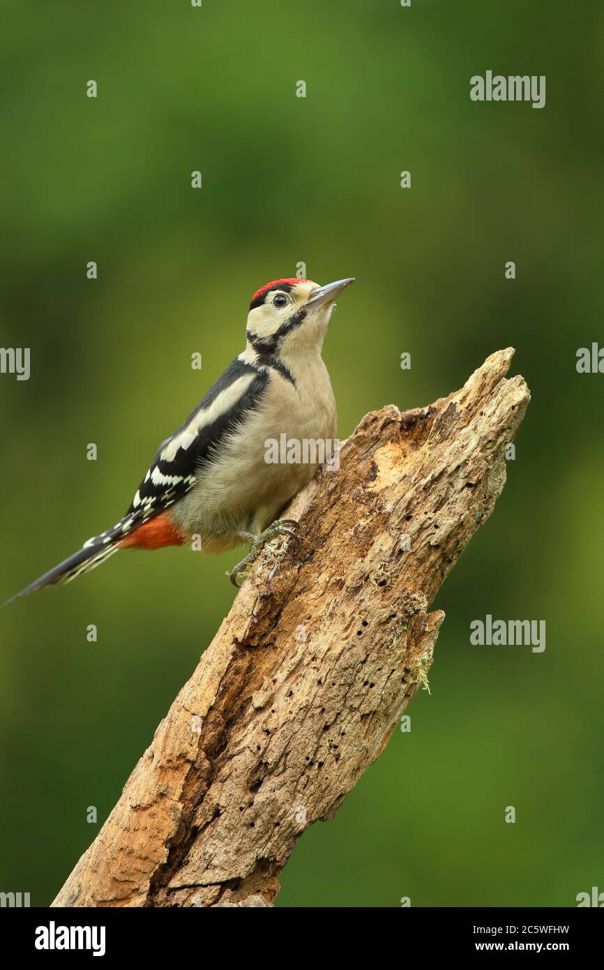 Jungtier-Buntspecht (Dendrocopos major) klettert auf Baumstumpf und zeigt unreifes Gefieder. Grüne Eiche Woodland Hintergrund. Juni 2020 Stockfoto