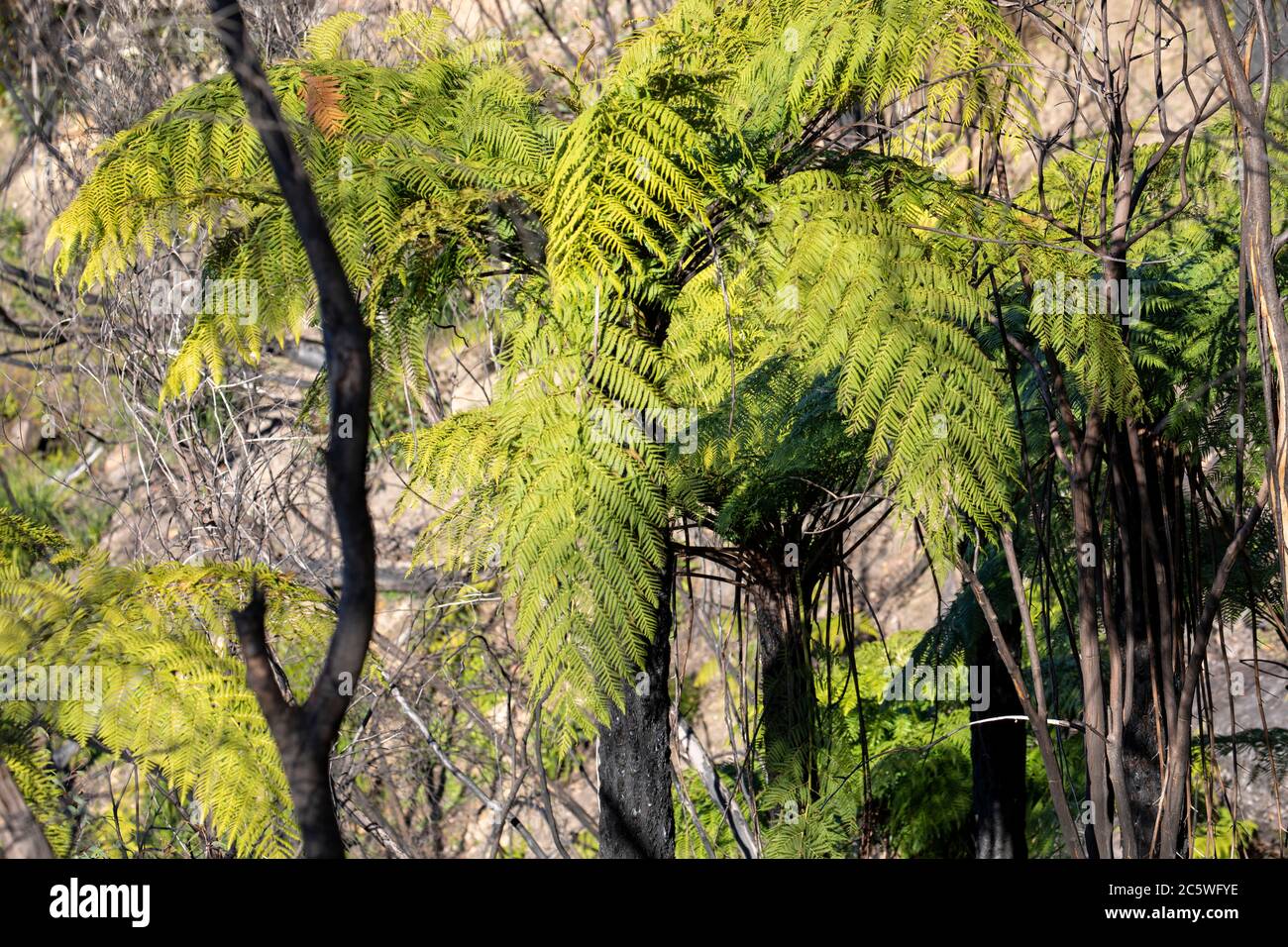 Blue Mountains in New South Wales beginnen sich die Pflanzen von den 2020 Buschbränden zu erholen, die die Landschaft in NSW, Australien, geschädigten Stockfoto