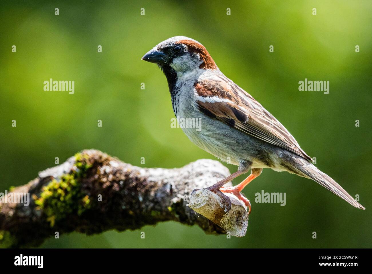 Männliche Haussperling in Mitte Wales Stockfoto