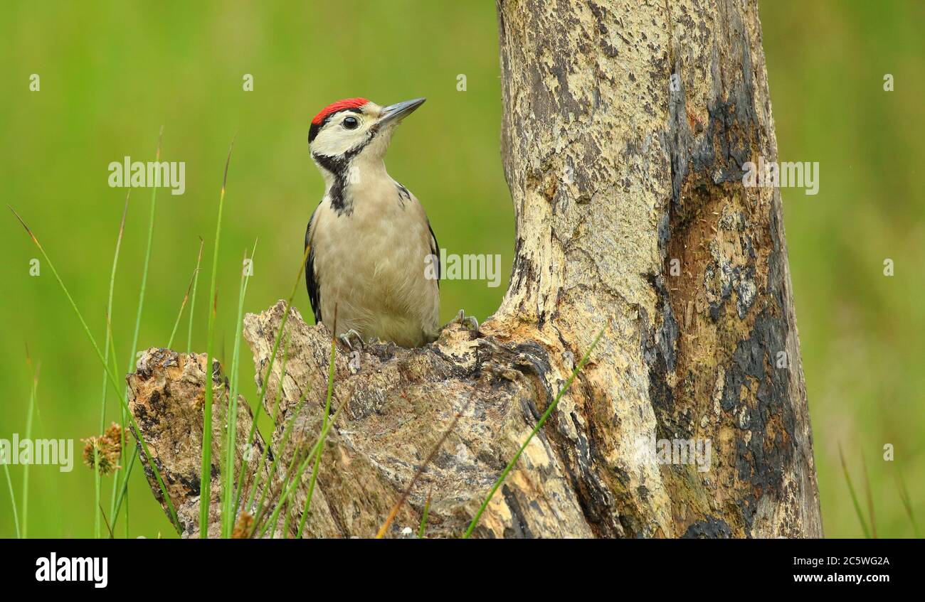 Jungtier-Buntspecht (Dendrocopos major) klettert auf Baumstumpf und zeigt unreifes Gefieder. Grüne Eiche Woodland Hintergrund. Juni 2020 Stockfoto