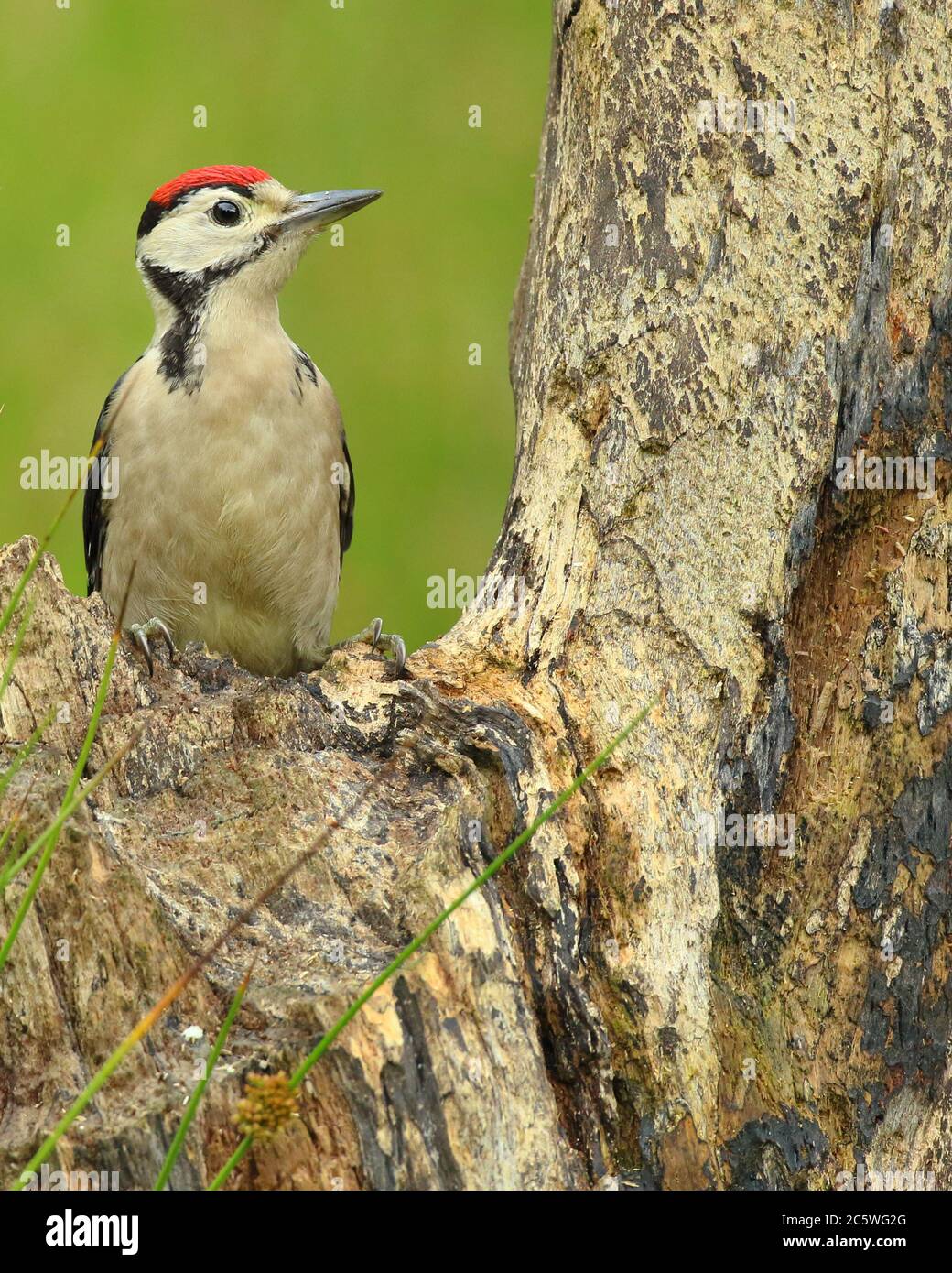 Jungtier-Buntspecht (Dendrocopos major) klettert auf Baumstumpf und zeigt unreifes Gefieder. Grüne Eiche Woodland Hintergrund. Juni 2020 Stockfoto