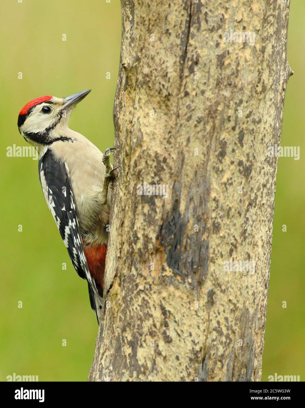 Jungtier-Buntspecht (Dendrocopos major) klettert auf Baumstumpf und zeigt unreifes Gefieder. Grüne Eiche Woodland Hintergrund. Juni 2020 Stockfoto