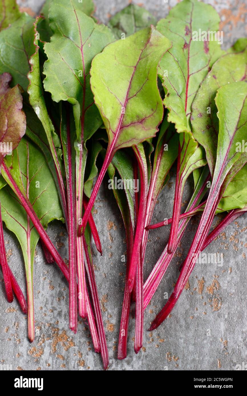 Beta vulgaris 'Boltardy'. Frische, junge Rote Bete Blätter. VEREINIGTES KÖNIGREICH Stockfoto