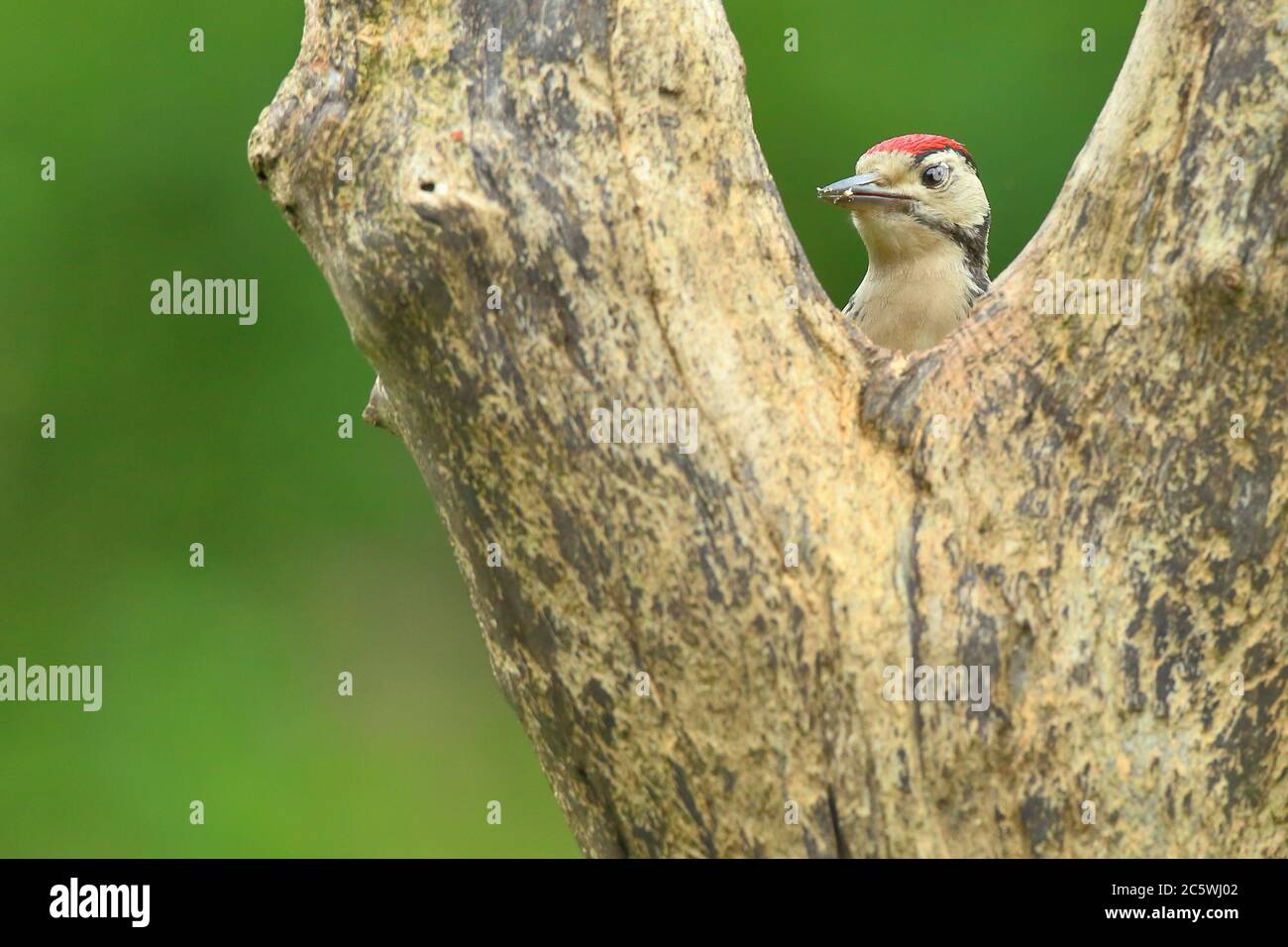 Jungtier-Buntspecht (Dendrocopos major) klettert auf Baumstumpf und zeigt unreifes Gefieder. Grüne Eiche Woodland Hintergrund. Juni 2020 Stockfoto