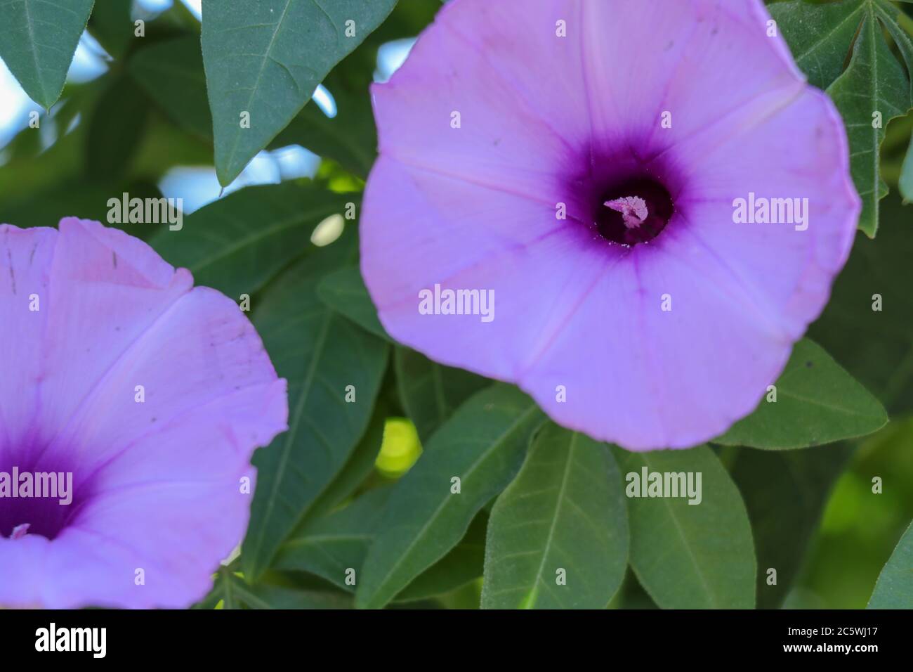 Hell Lavendel Blume Ipomoea cairica Nahaufnahme. Rosa Blume auf einem Hintergrund von grünen Blättern Stockfoto