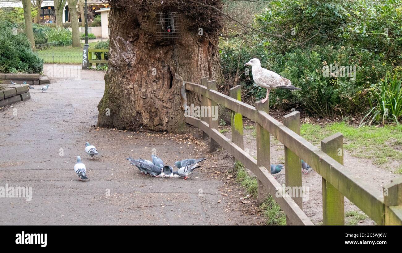 Mittagessen in den Royal Pavilion Gardens, Brighton, Großbritannien. Die Vögel ernähren sich von der Nahrung, die ein Besucher hinterlassen hat, und ein graues Eichhörnchen klettert einen Baum hinunter, um sich ihnen anzuschließen. Stockfoto