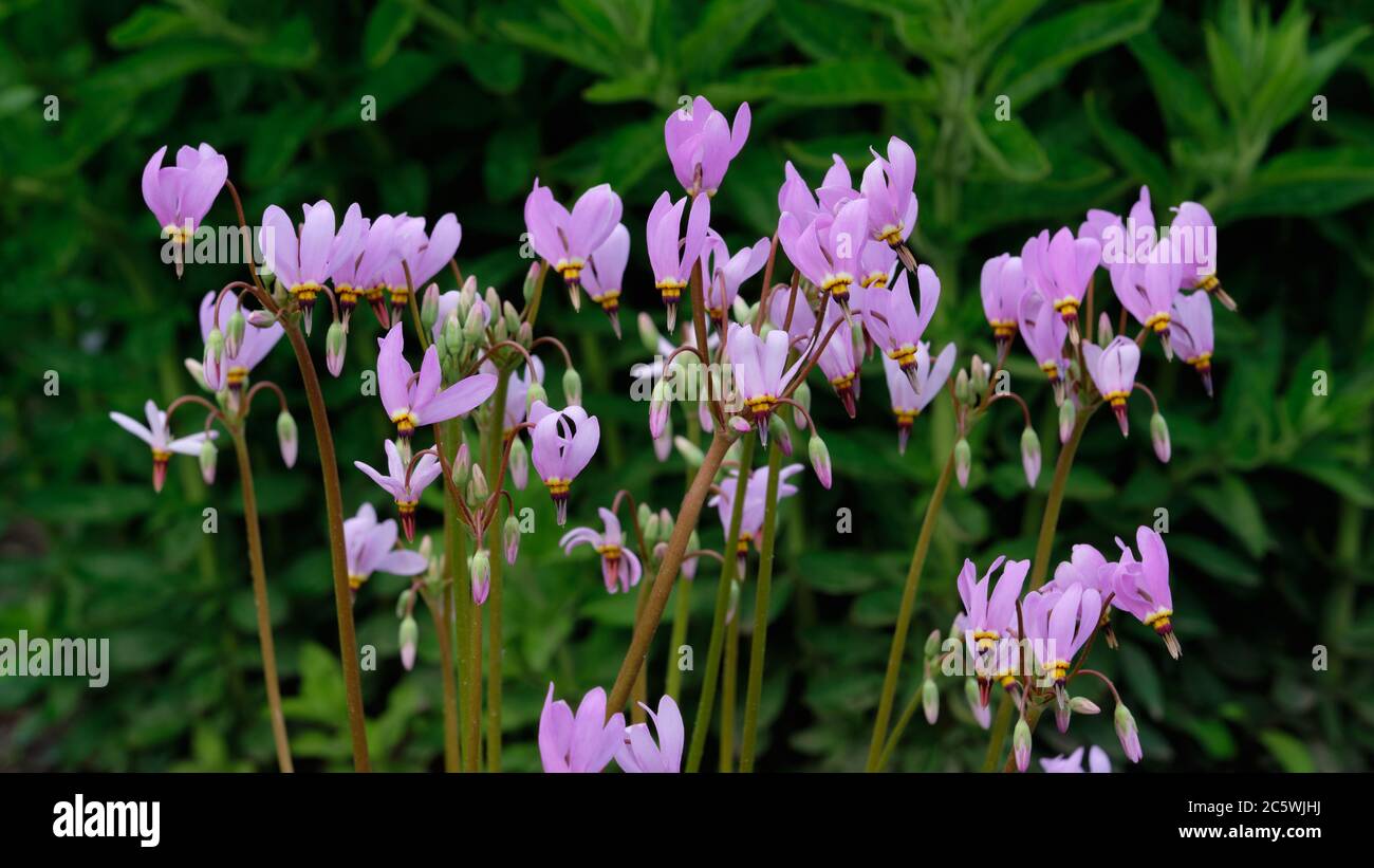 Nahaufnahme des Sterns. Dodecatheon. Stockfoto