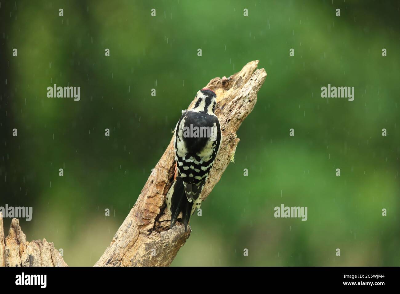 Jungtier-Buntspecht (Dendrocopos major) klettert auf Baumstumpf und zeigt unreifes Gefieder. Grüne Eiche Woodland Hintergrund. Juni 2020 Stockfoto