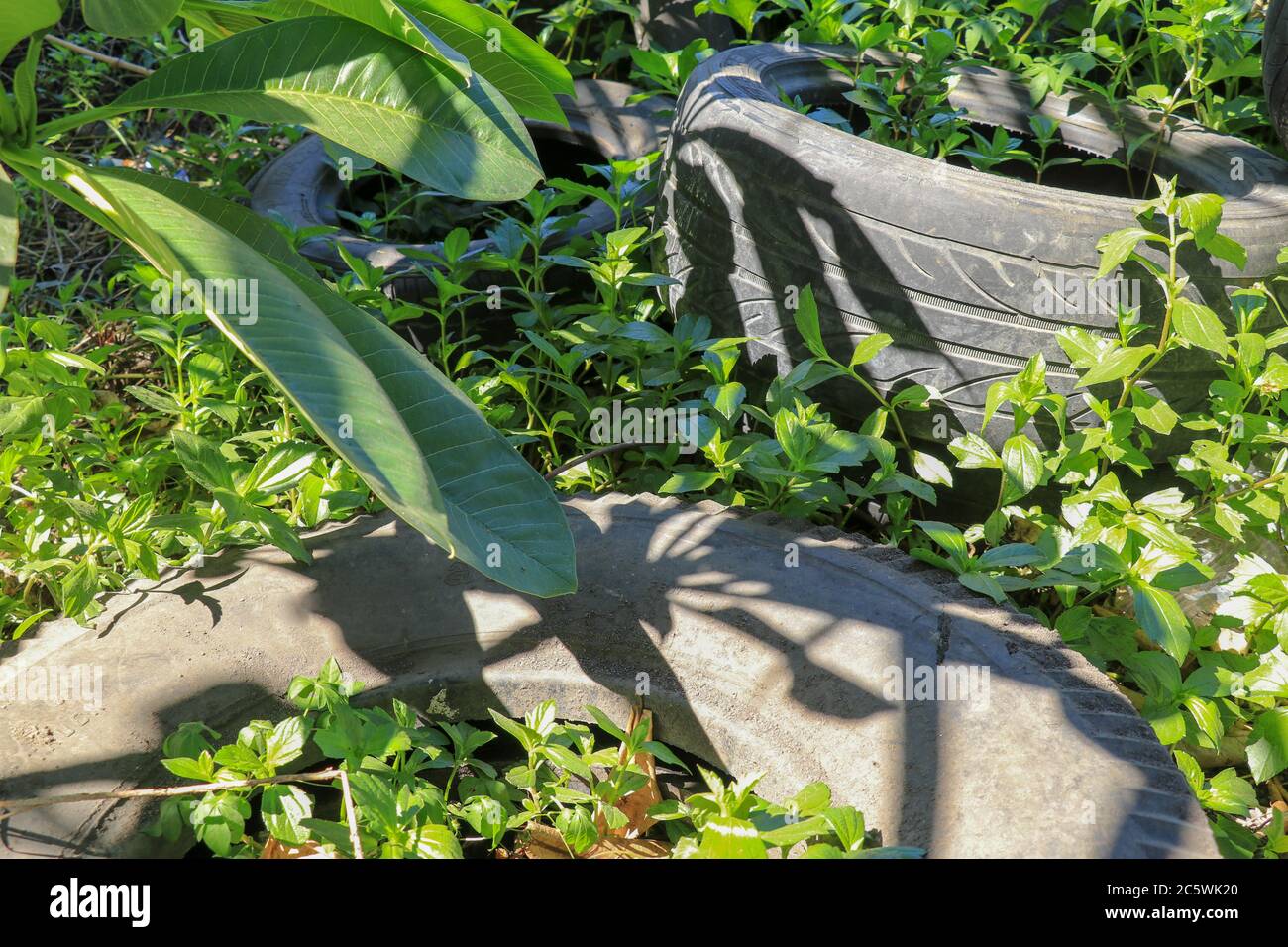 Ein alter Autoreifen ist im Wald geblieben. Übersät mit der natürlichen Umgebung. Jahreszeit des Sommers. Illegale Müllentsorgung. Alte Autoreifen in der Natur Stockfoto
