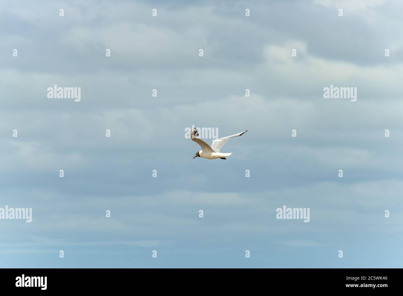 Möwe im Flug gegen einen blauen und wolkigen Himmel, aufsteigend mit ausgebreiteten Flügeln. Stockfoto