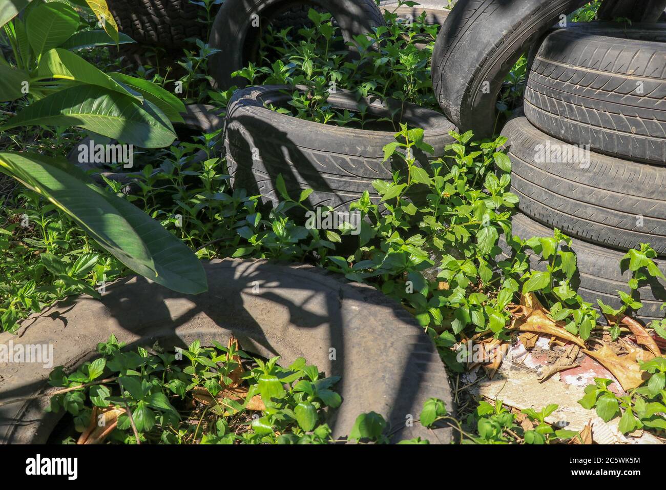 Ein alter Autoreifen ist im Wald geblieben. Übersät mit der natürlichen Umgebung. Jahreszeit des Sommers. Illegale Müllentsorgung. Alte Autoreifen in der Natur Stockfoto