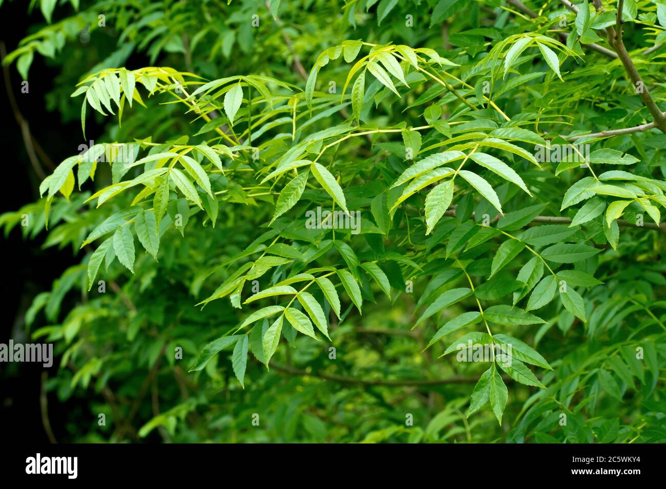 Esche (fraxinus excelsior), Nahaufnahme der frischen grünen Blätter des Baumes im Frühjahr. Stockfoto