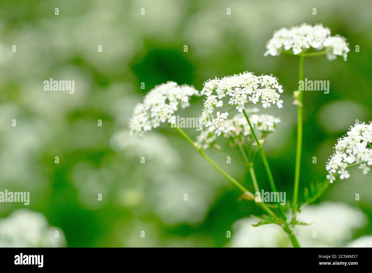 Kuhsilie (anthriscus sylvestris), Nahaufnahme der schirmförmigen Blütenköpfe, vom Hintergrund durch geringe Tiefenschärfe isoliert. Stockfoto