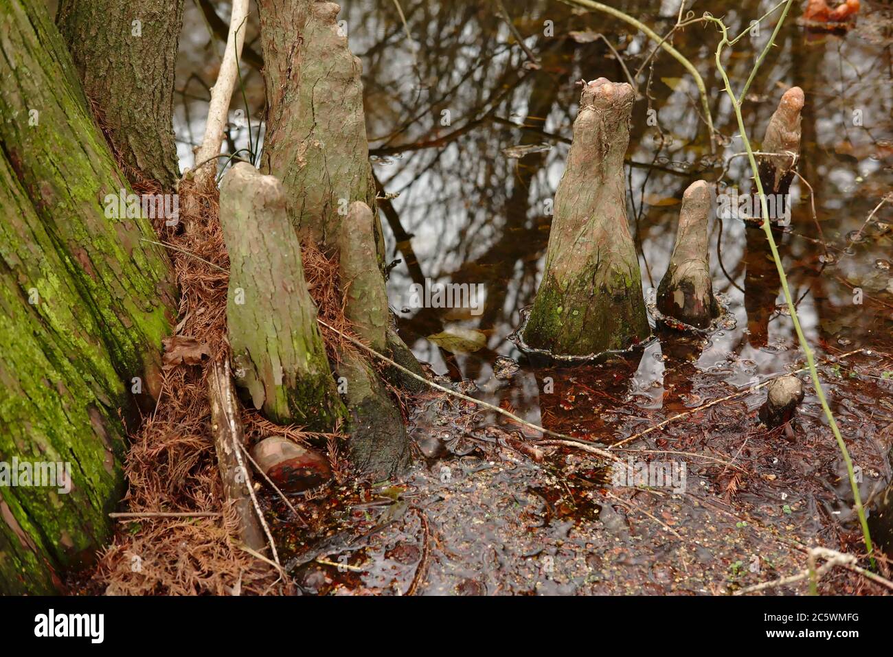 Trap Pond State Park enthält eine der wenigen verbleibenden Flecken des Großen Zypressensumpfs, der drei Staaten auf der Delmarva Halbinsel überspannt. Stockfoto