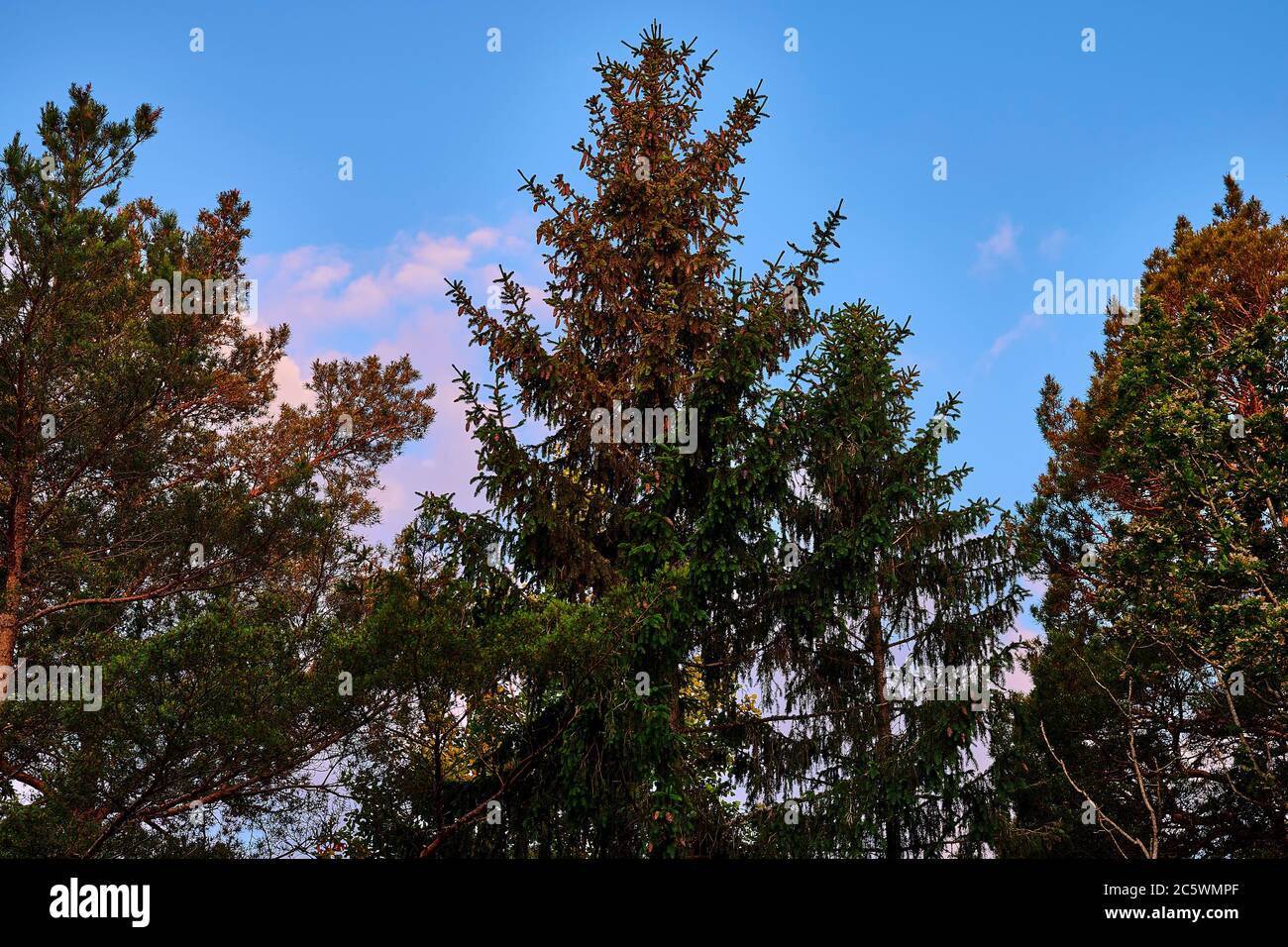 Die ersten Strahlen der Morgensonne leuchten die Baumkronen auf Stockfoto