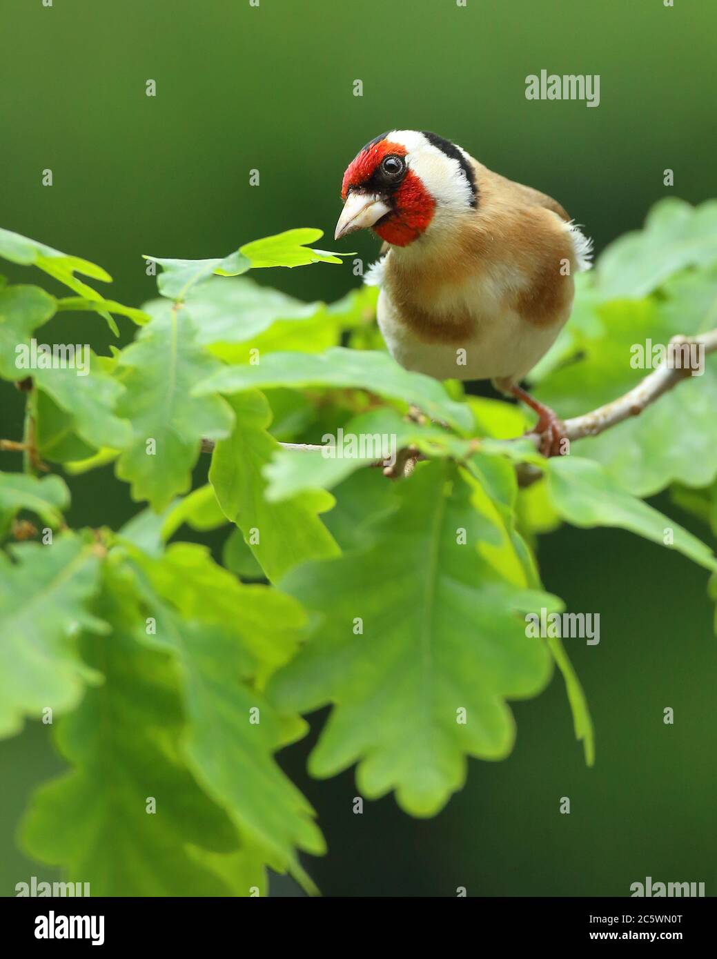 Erwachsener europäischer Goldfink (Carduelis carduelis) auf einem Zweig mit Gefieder. Derbyshire, Großbritannien, Frühjahr 2020 Stockfoto