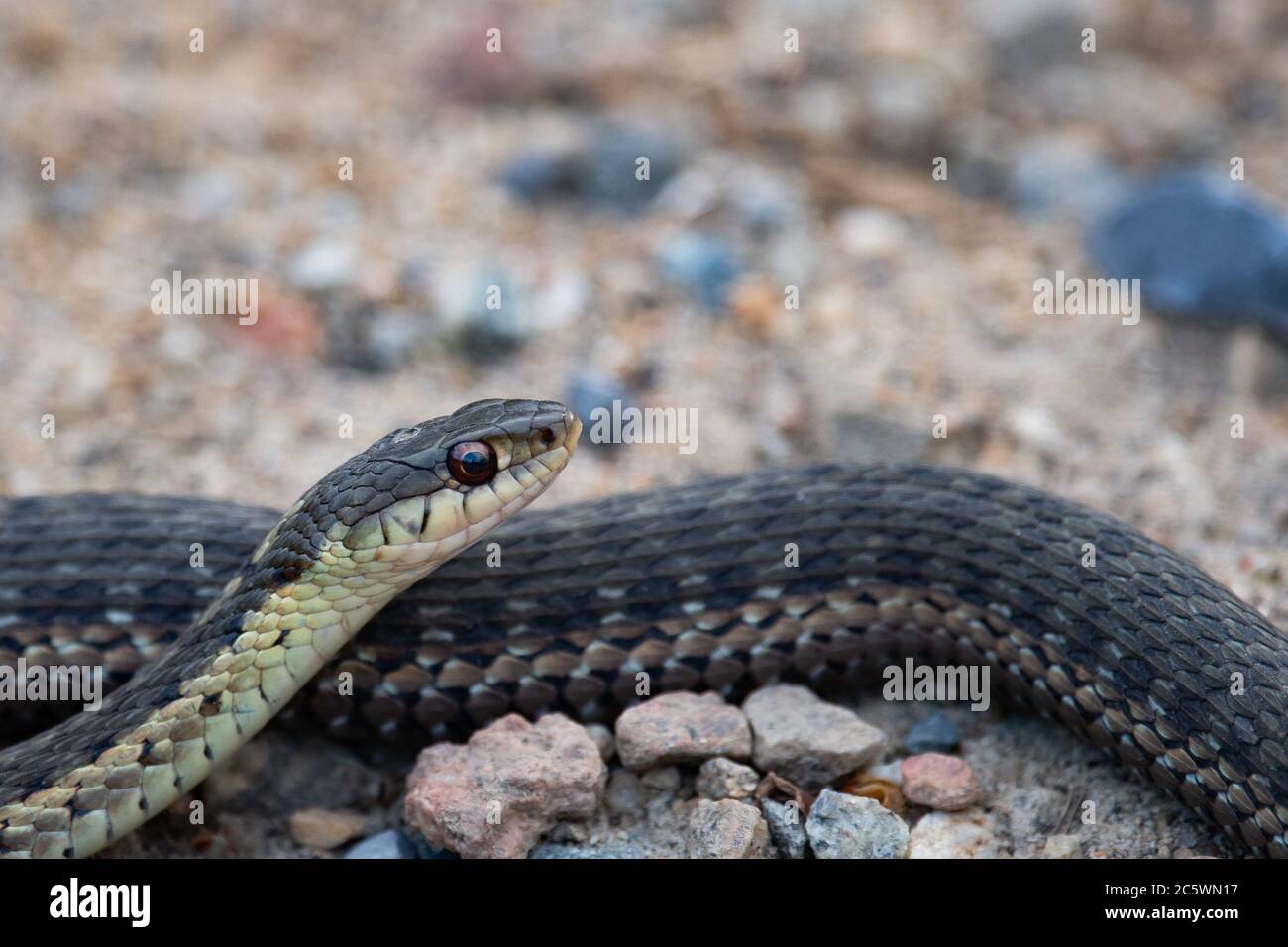 Eine gewöhnliche Strumpfnatter, Thamnophis sirtalis, auf einer Schotterstraße in der Adirondack Wilderness. Stockfoto