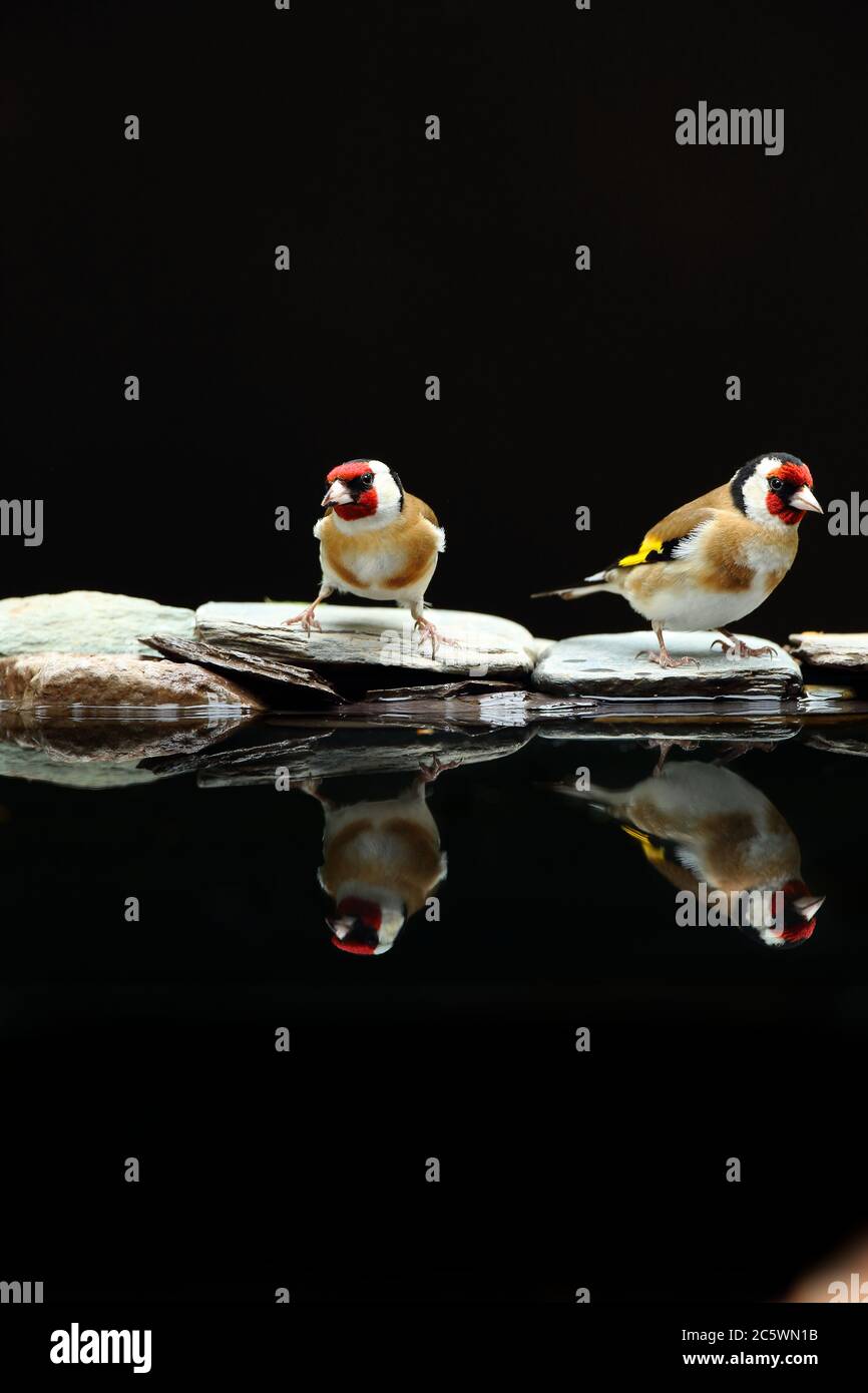 Spiegelung des erwachsenen Paares des europäischen Goldfinchs (Carduelis carduelis), das beim Trinken am Pool ein ausgeprägtes Gefieder zeigt. Derbyshire, Großbritannien, Frühjahr 2020 Stockfoto