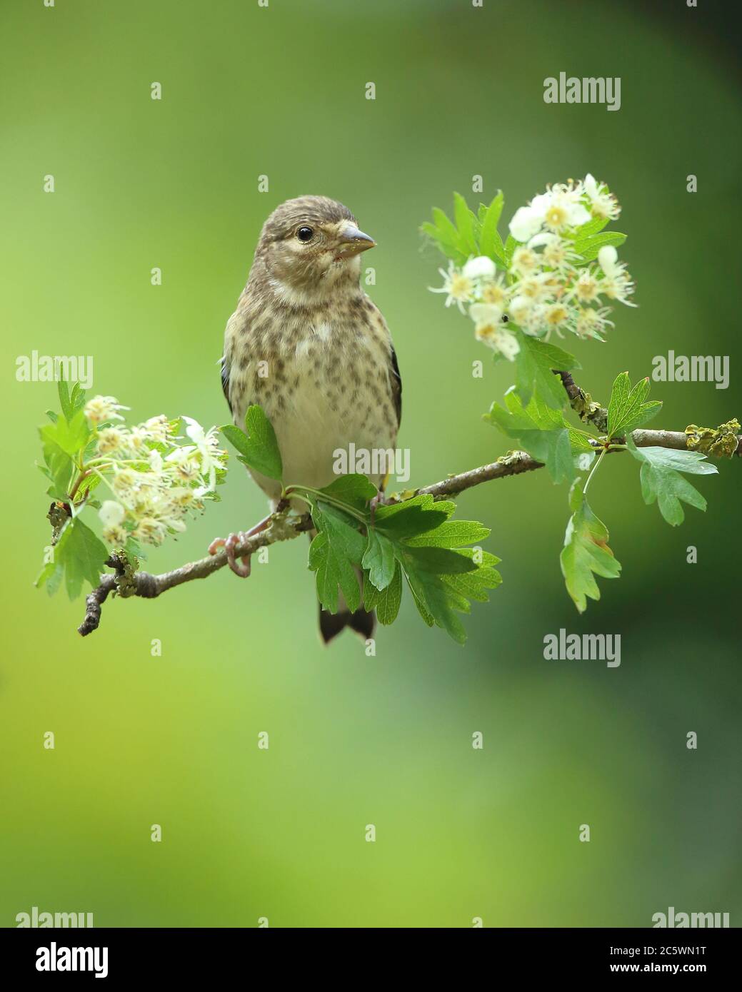Auf Blüte thronender Jugendlicher Europäischer Goldfink (Carduelis carduelis). Frühjahr 2020, Derbyshire, Großbritannien Stockfoto